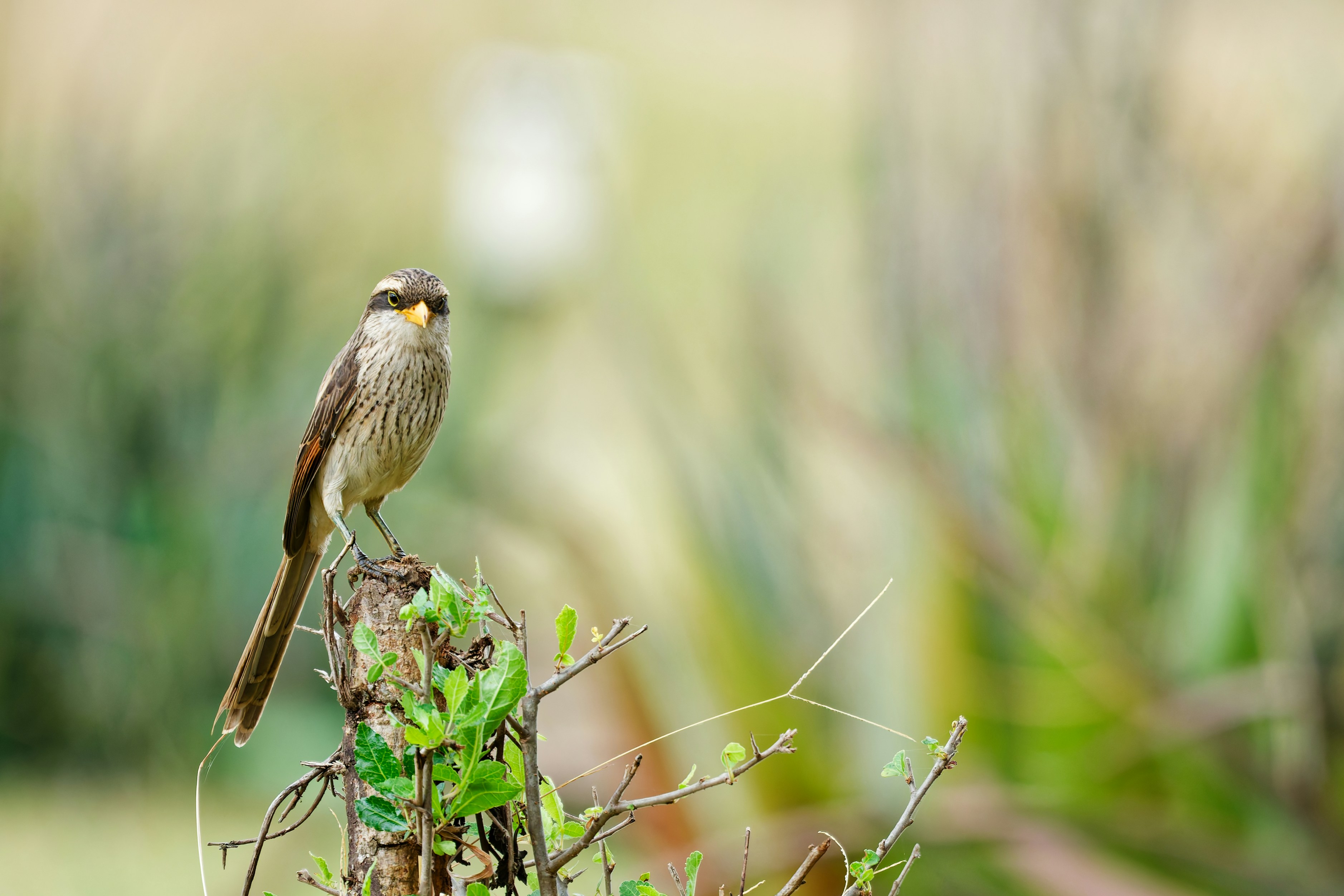 Un oiseau rayé brun se perche sur une branche verte.