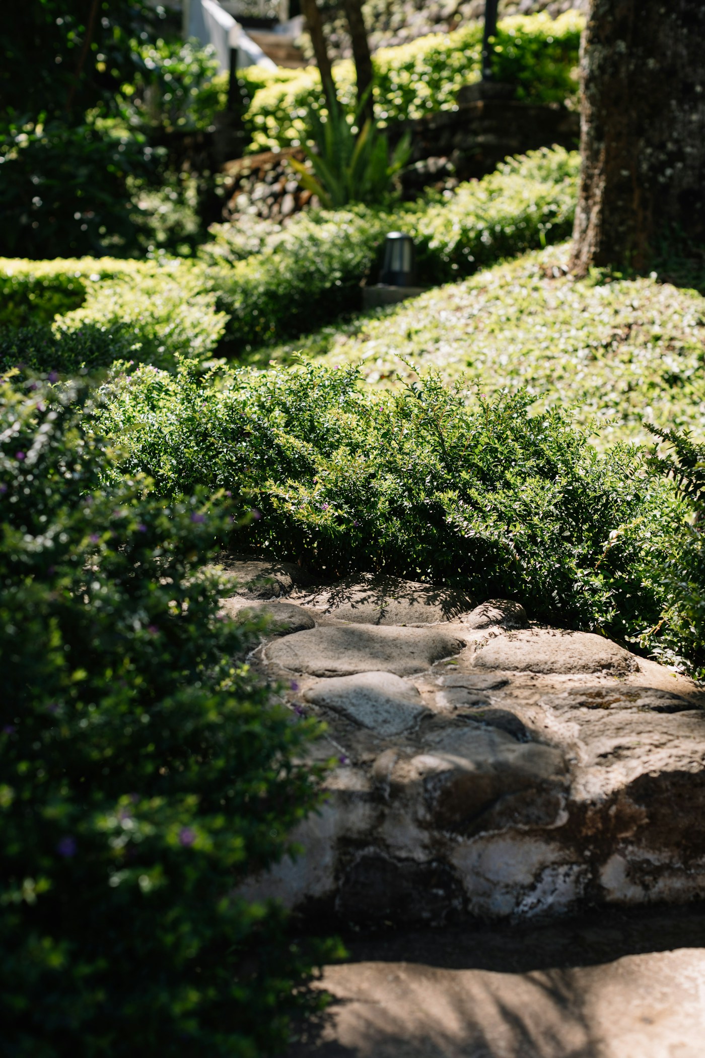 Stone terracing with lush shade planting in sunlight