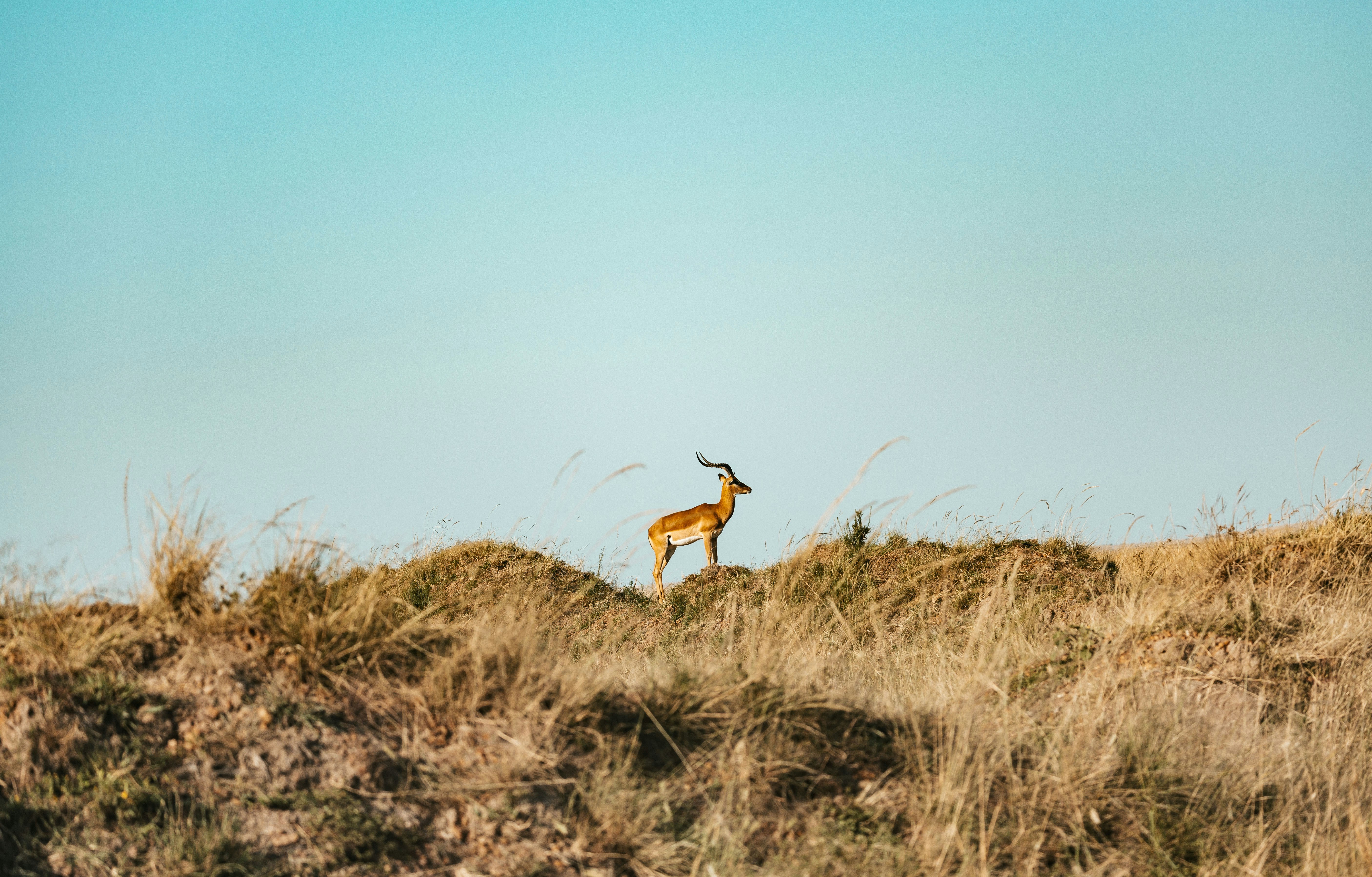 Antilope su una collina erbosa e secca contro un cielo azzurro