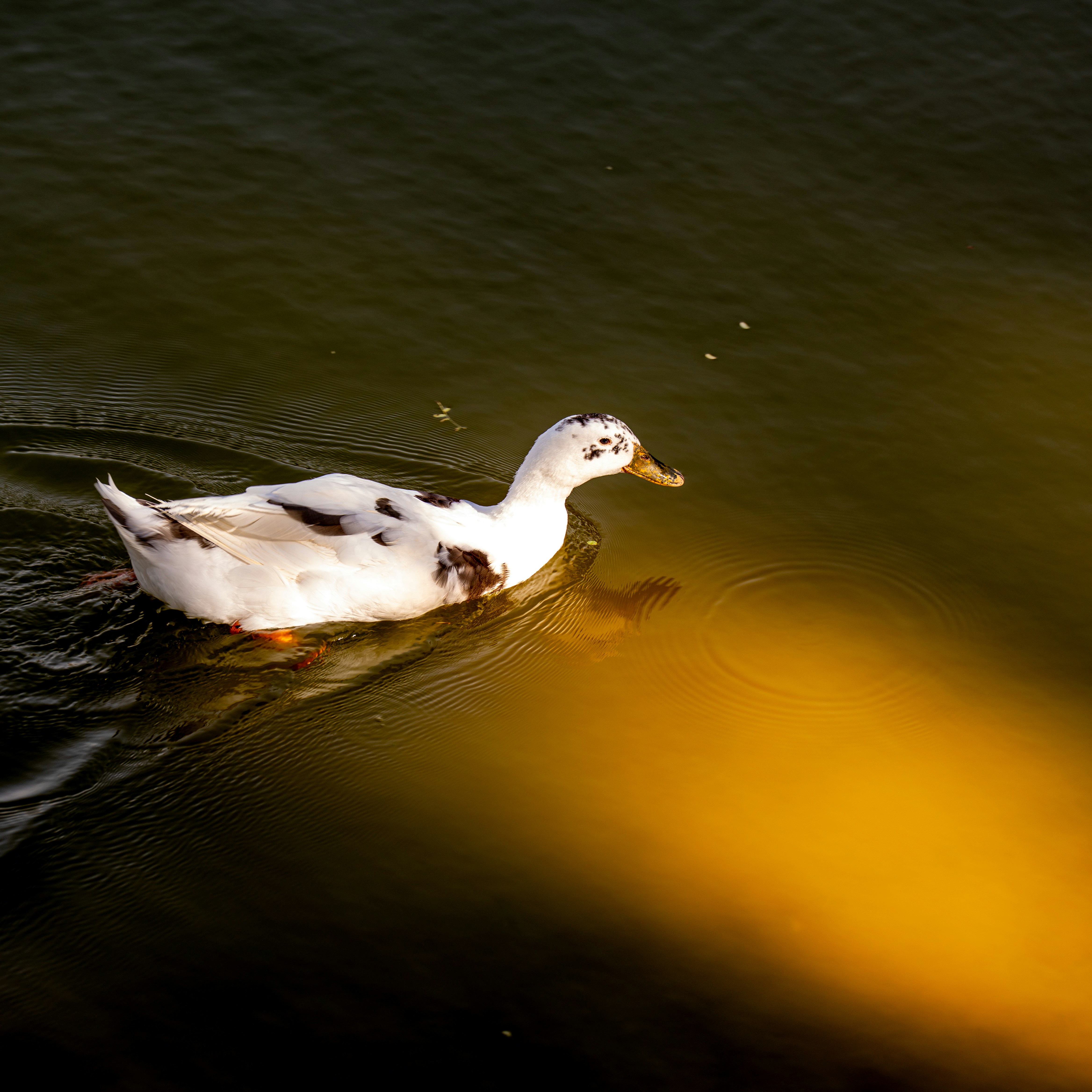 White duck swimming in dark water with yellow reflection.