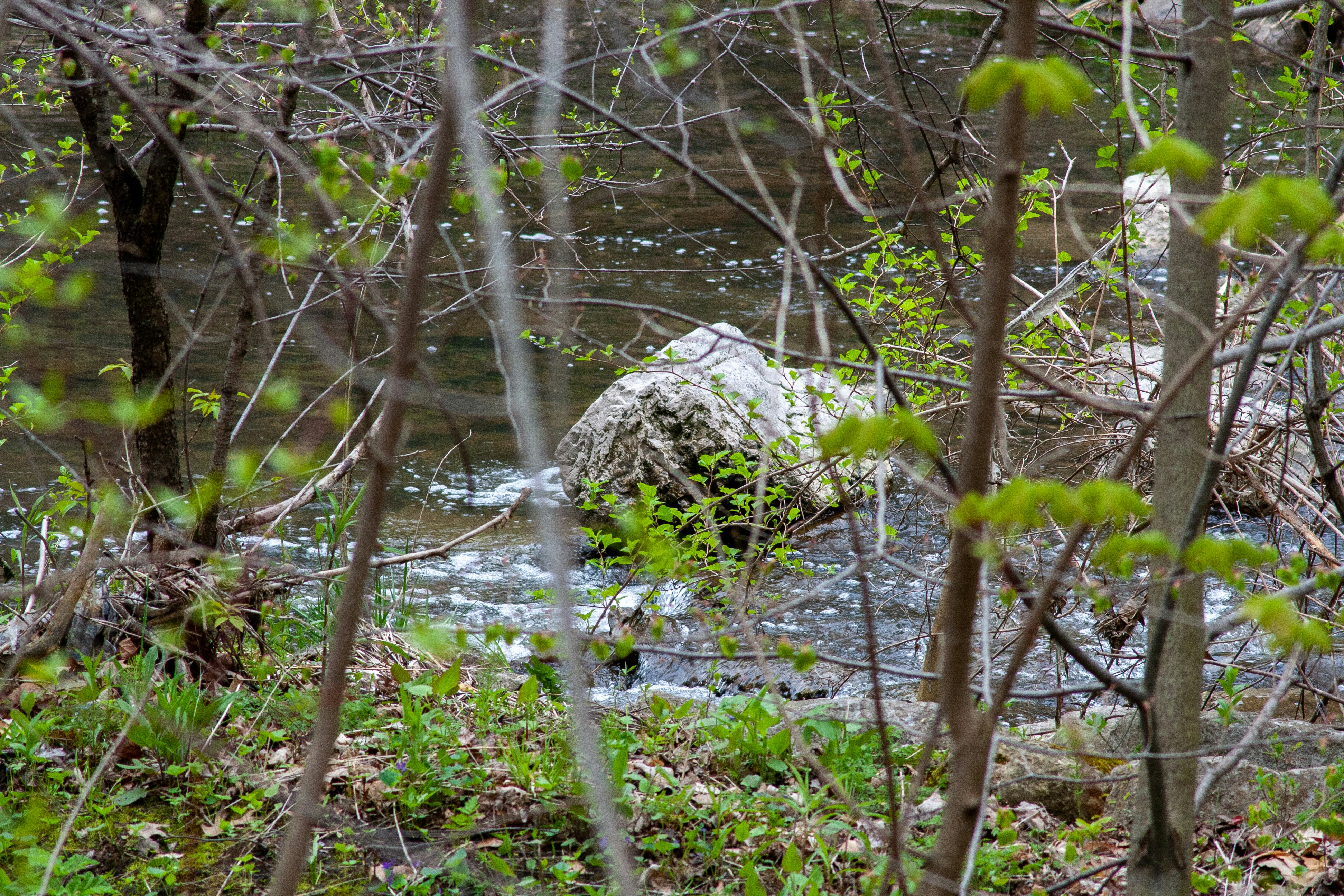 Nature Large Rock In A Forest Stream With Green Spring Foliage. 4K Wallpaper #2358