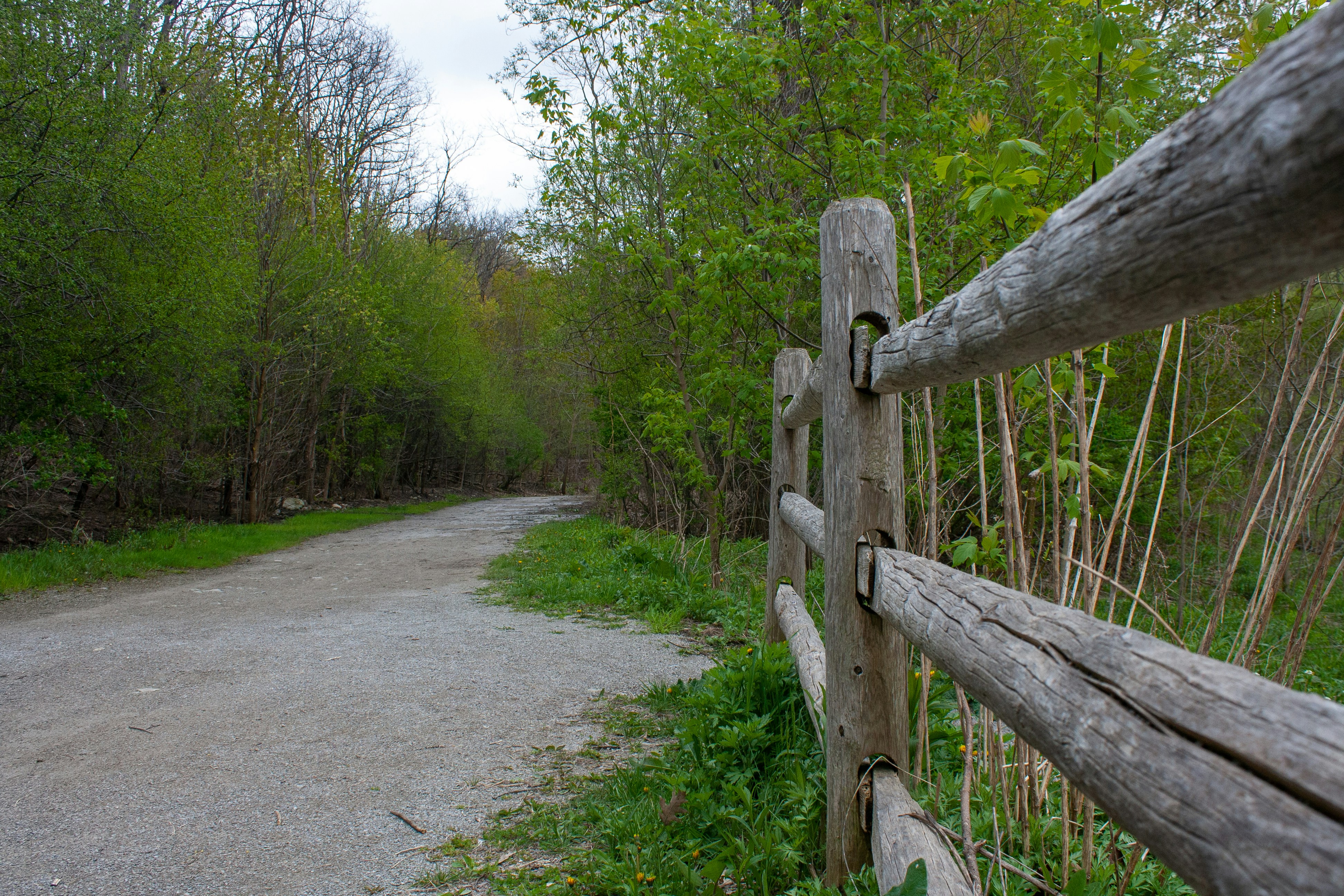 Rustic wooden fence alongside a winding path through green forest.