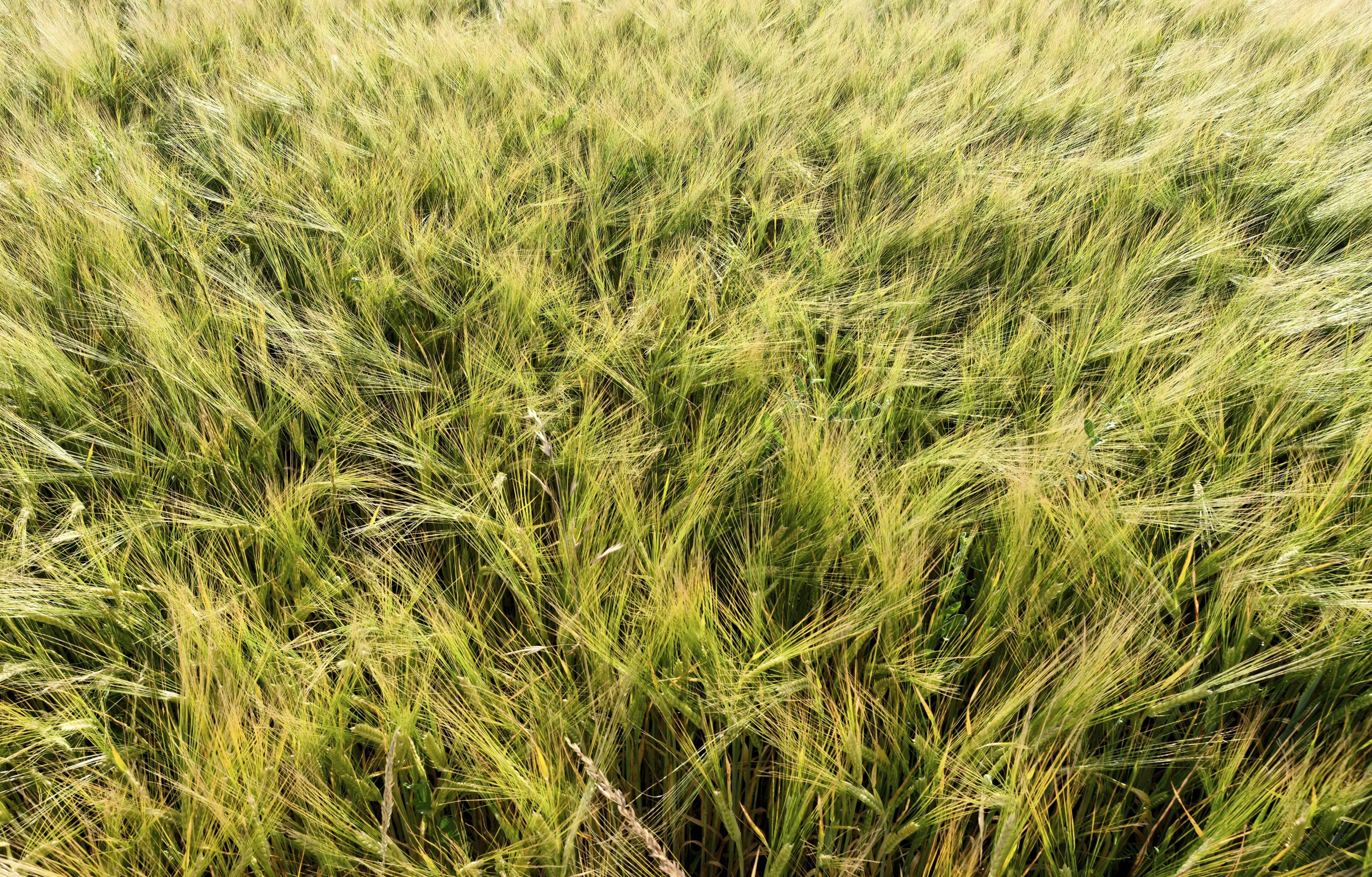 A dense field of green and golden crop stalks.