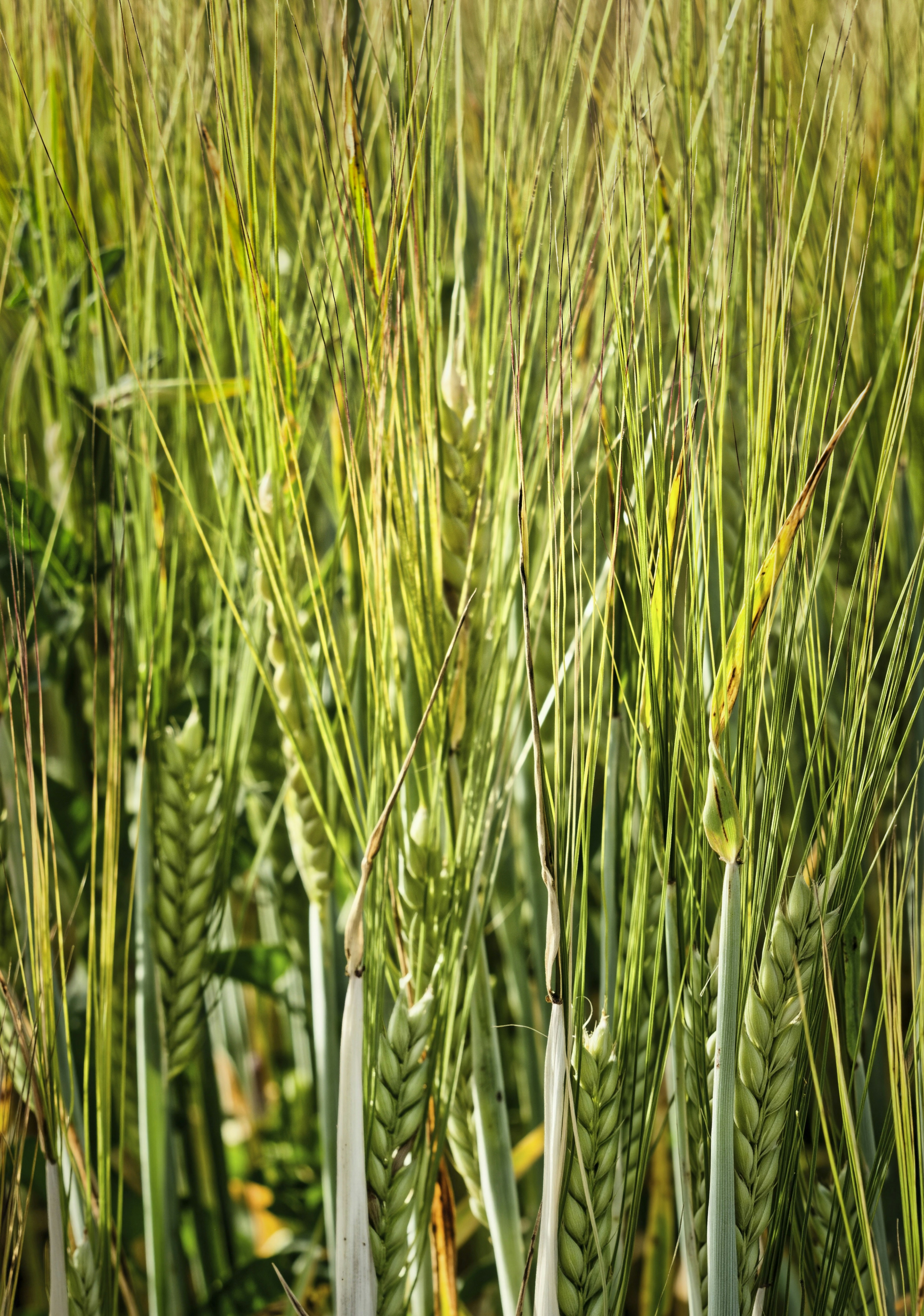 Green wheat stalks growing in a field.