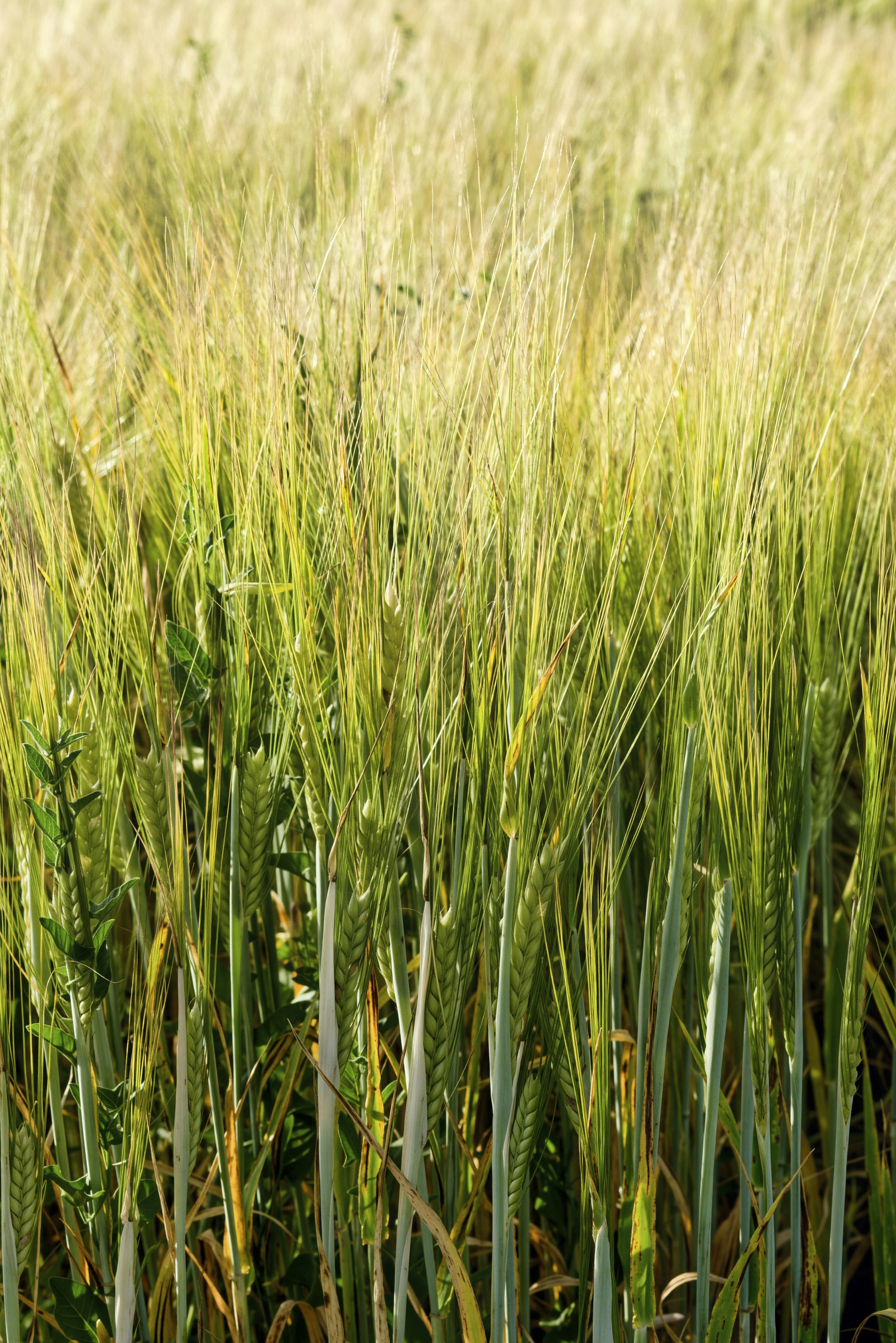 A field of green and golden wheat stalks in sunlight.