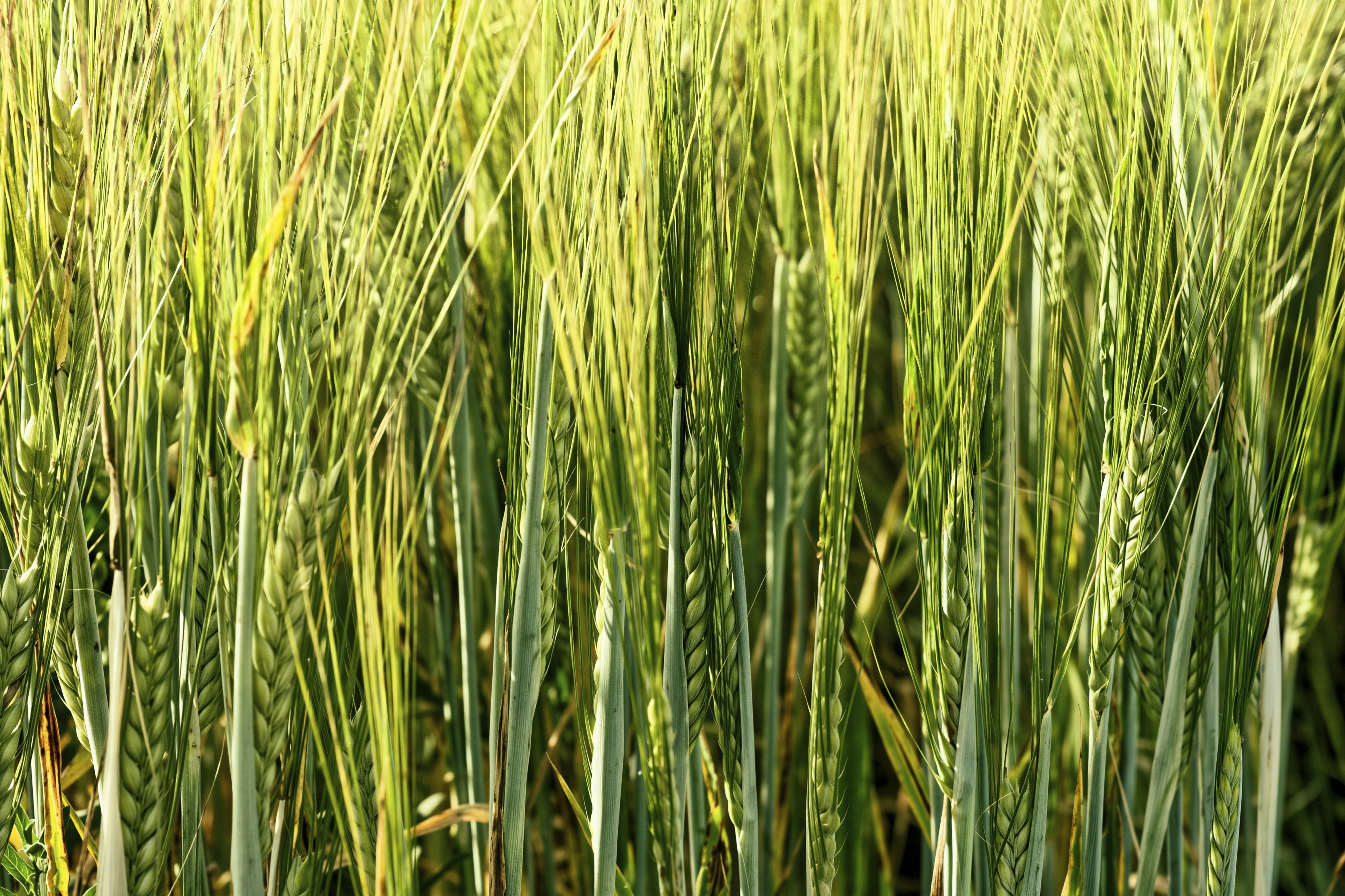 A lush field of green wheat stalks in sunlight.