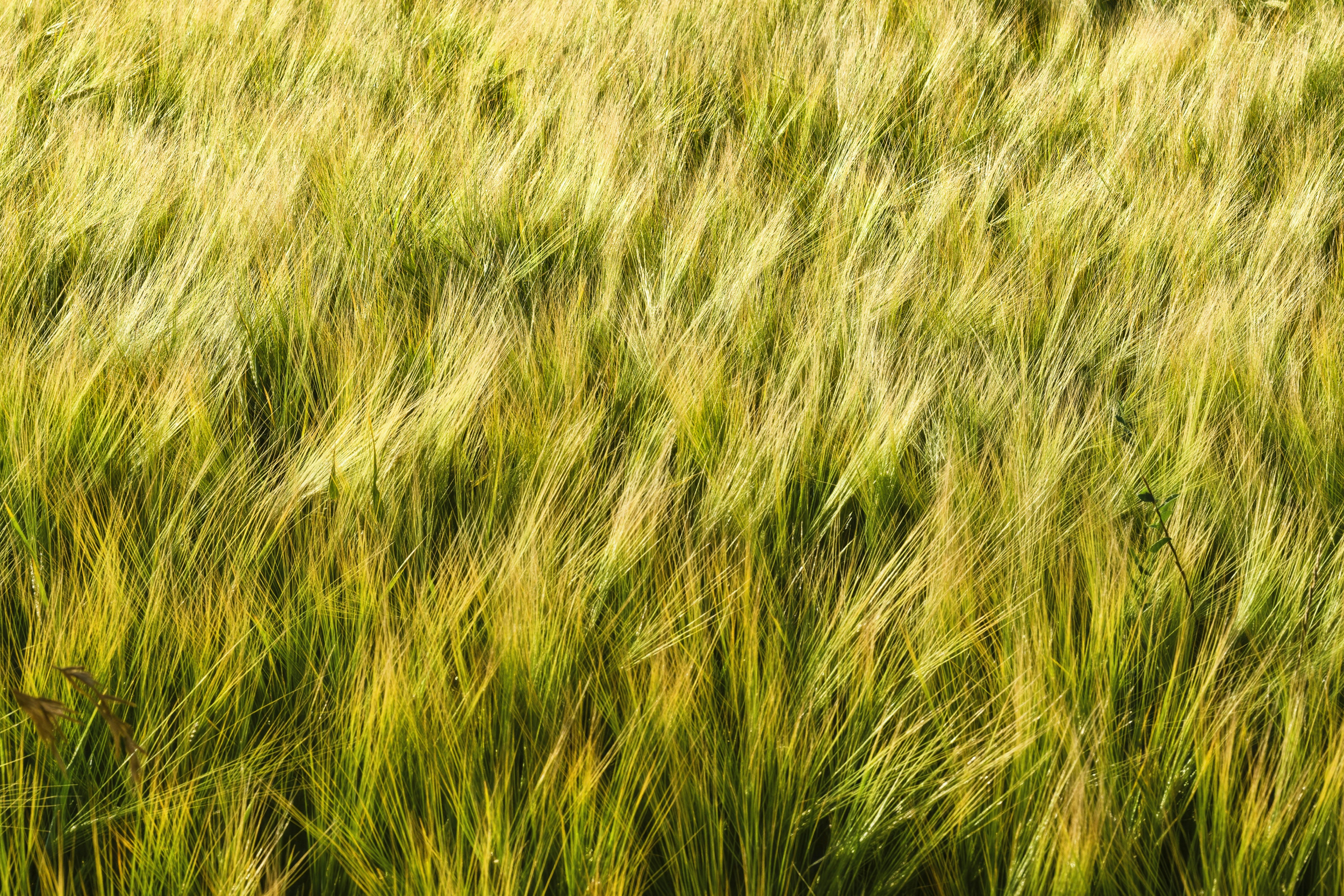 Blurred green and yellow grass in a field.