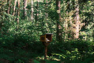 A wooden box on a post surrounded by green forest
