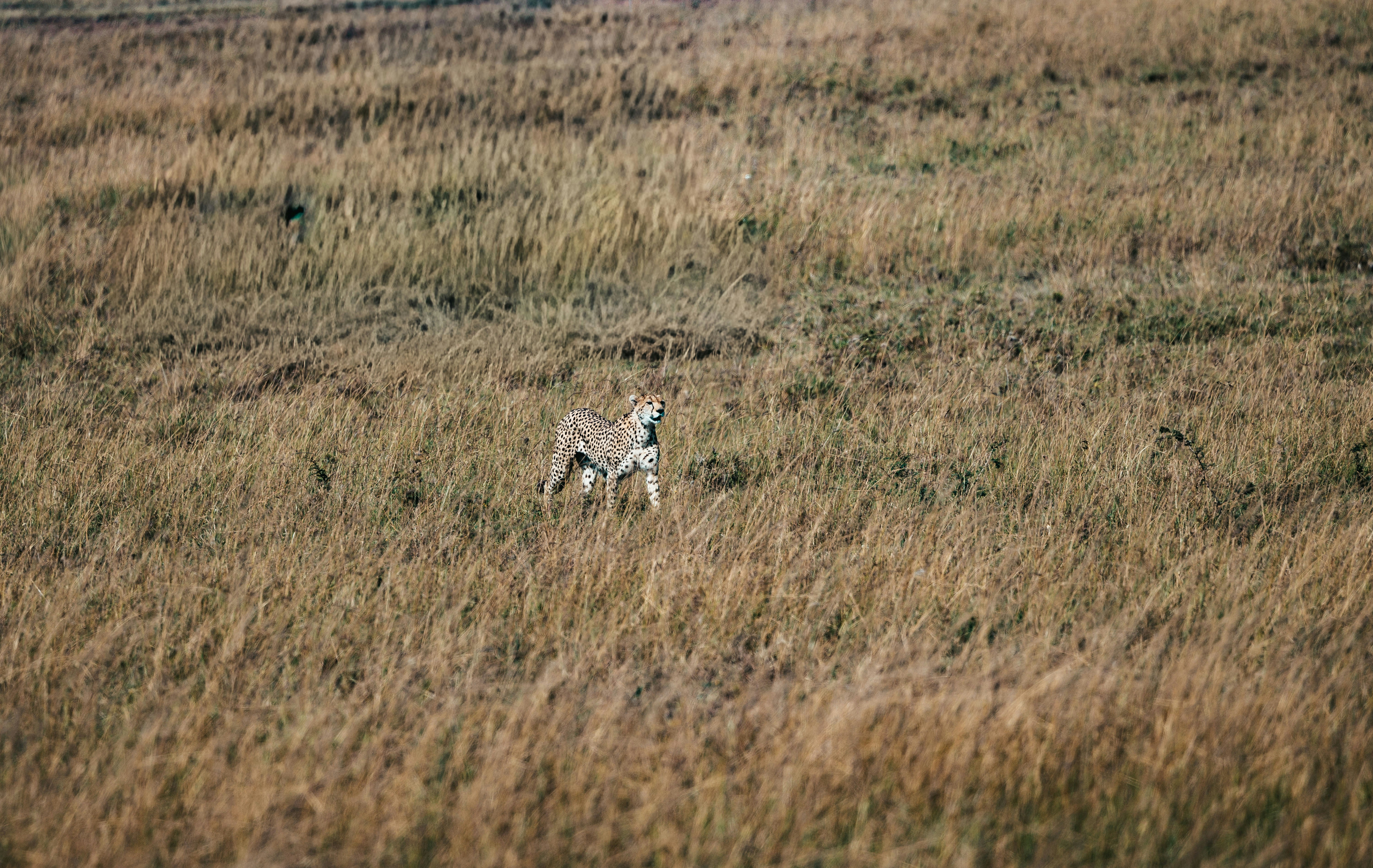 Coyote che cammina tra un campo di erba secca