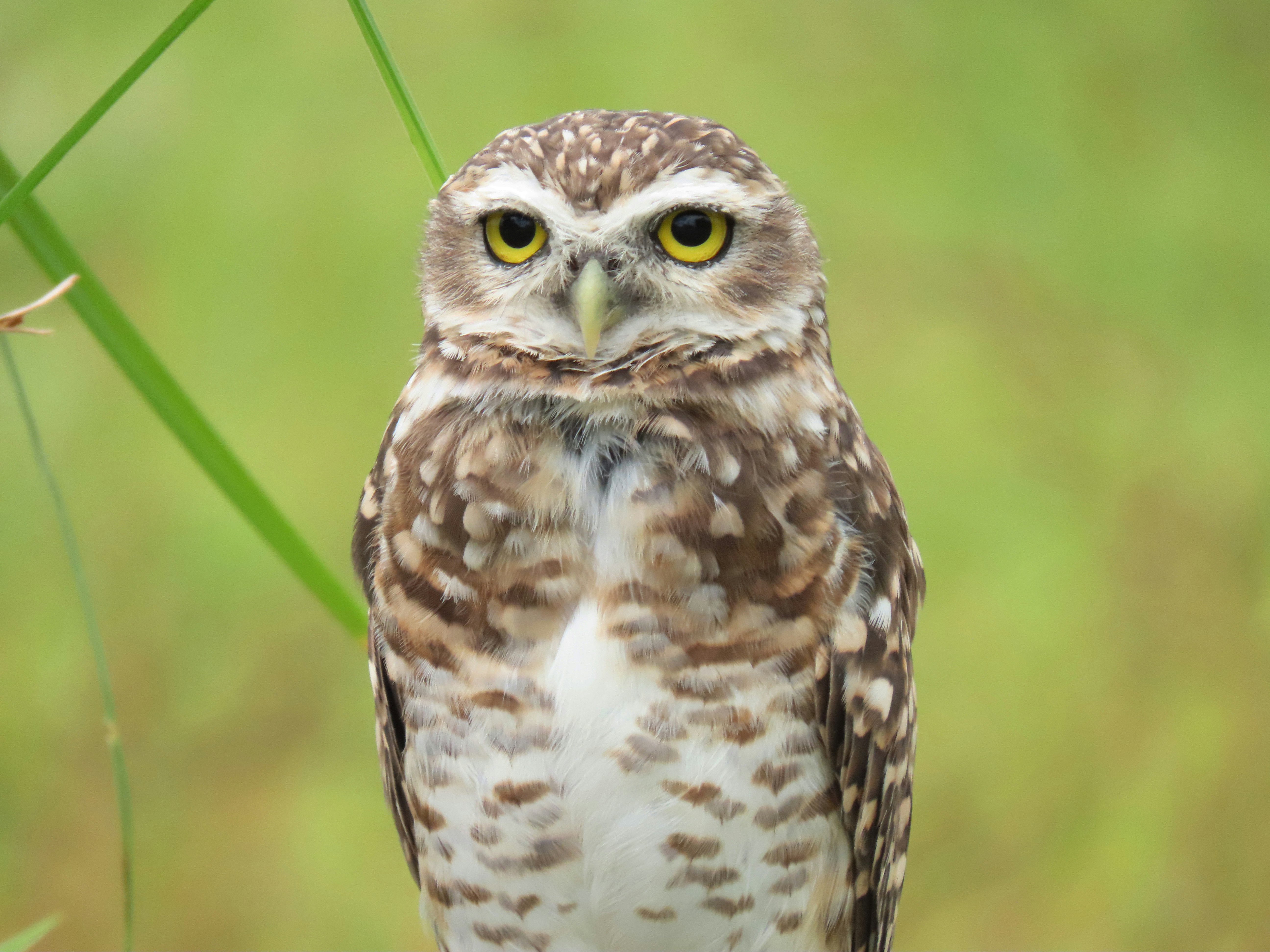 A speckled owl stares intently with bright yellow eyes.