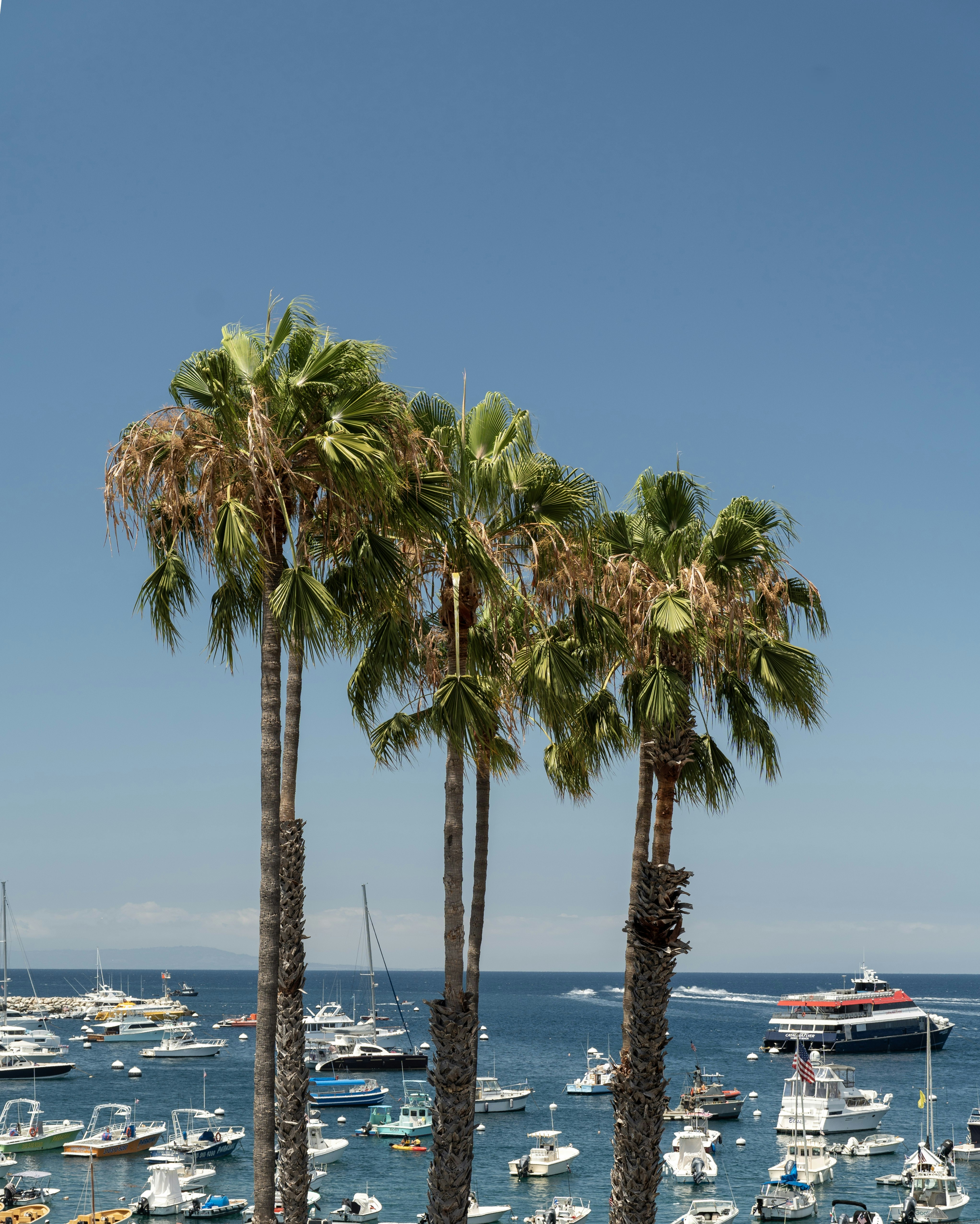 Three palm trees overlook a bay filled with many boats.