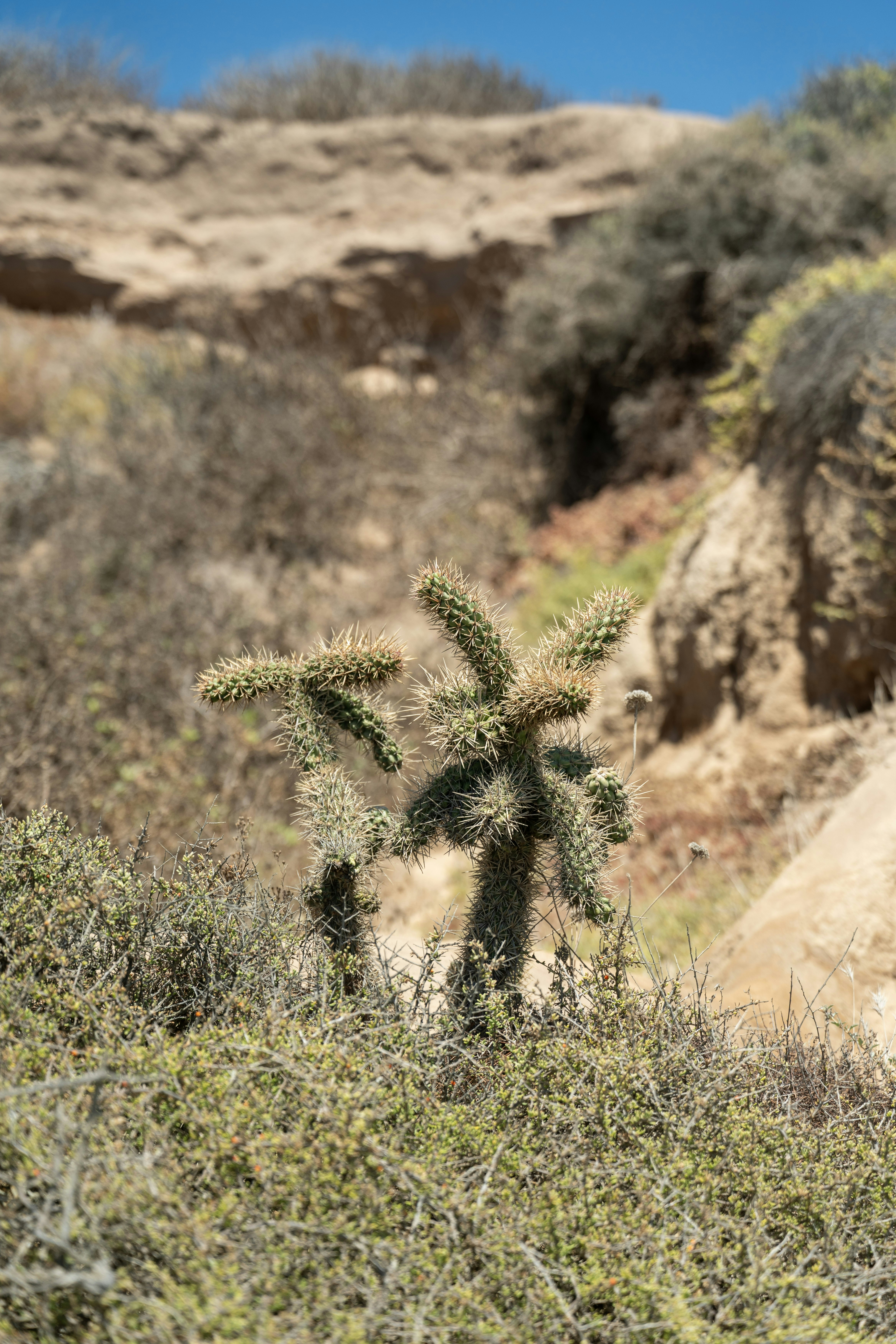 Spiky cactus in a dry, sandy landscape under blue sky.