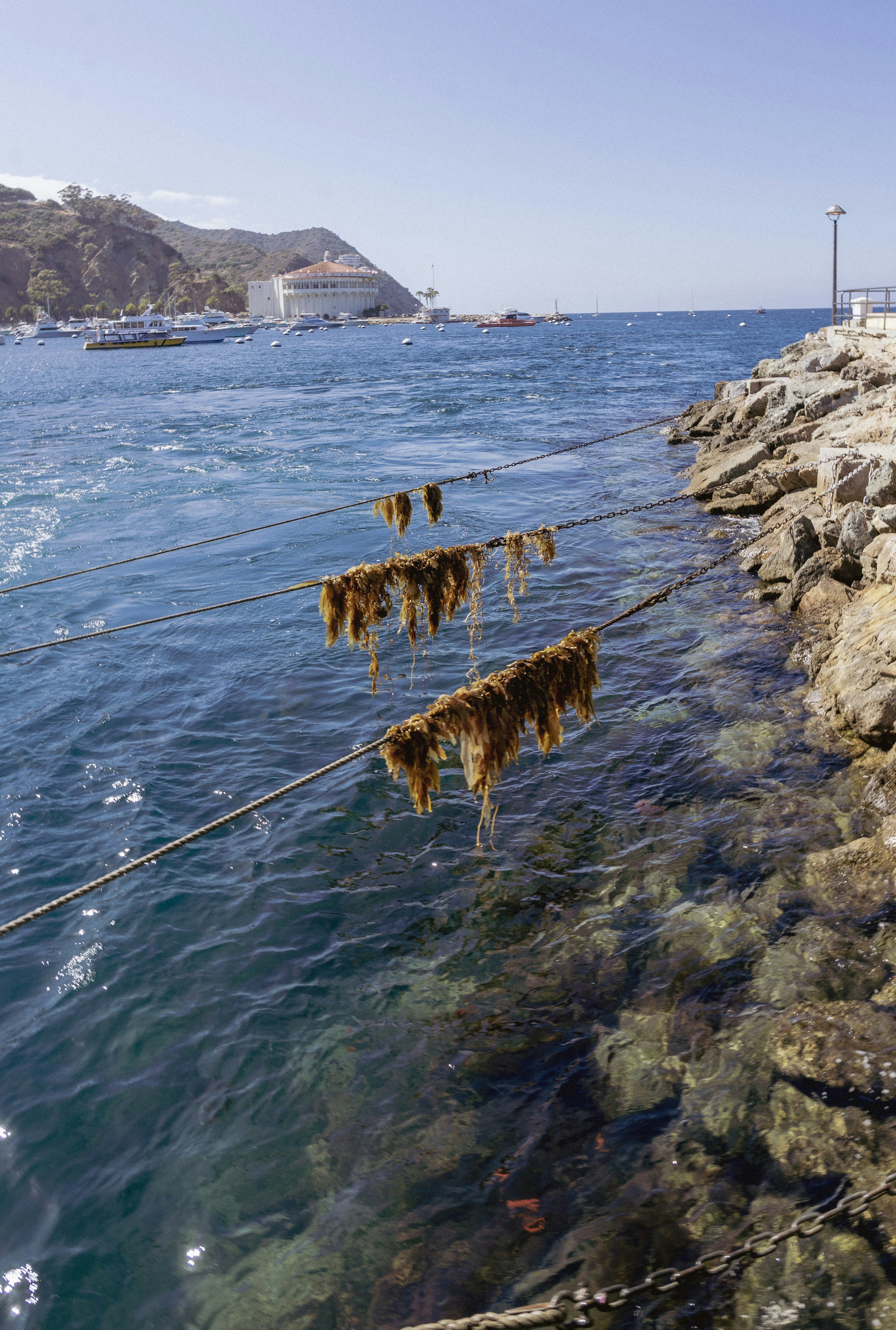 Seaweed drying on ropes along a rocky ocean shore.