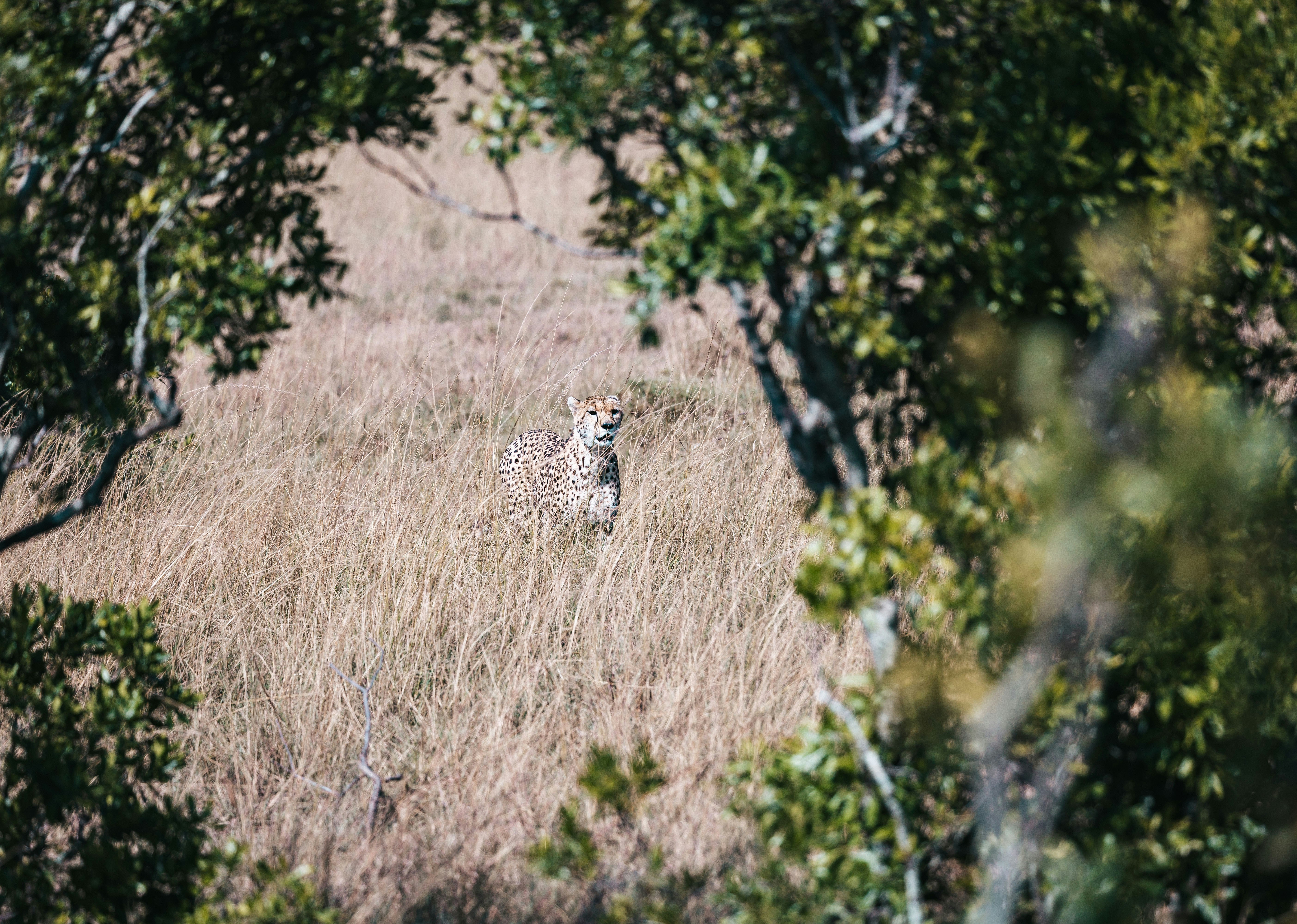 Ghepardo mimetizzato nell'erba secca in Kenya