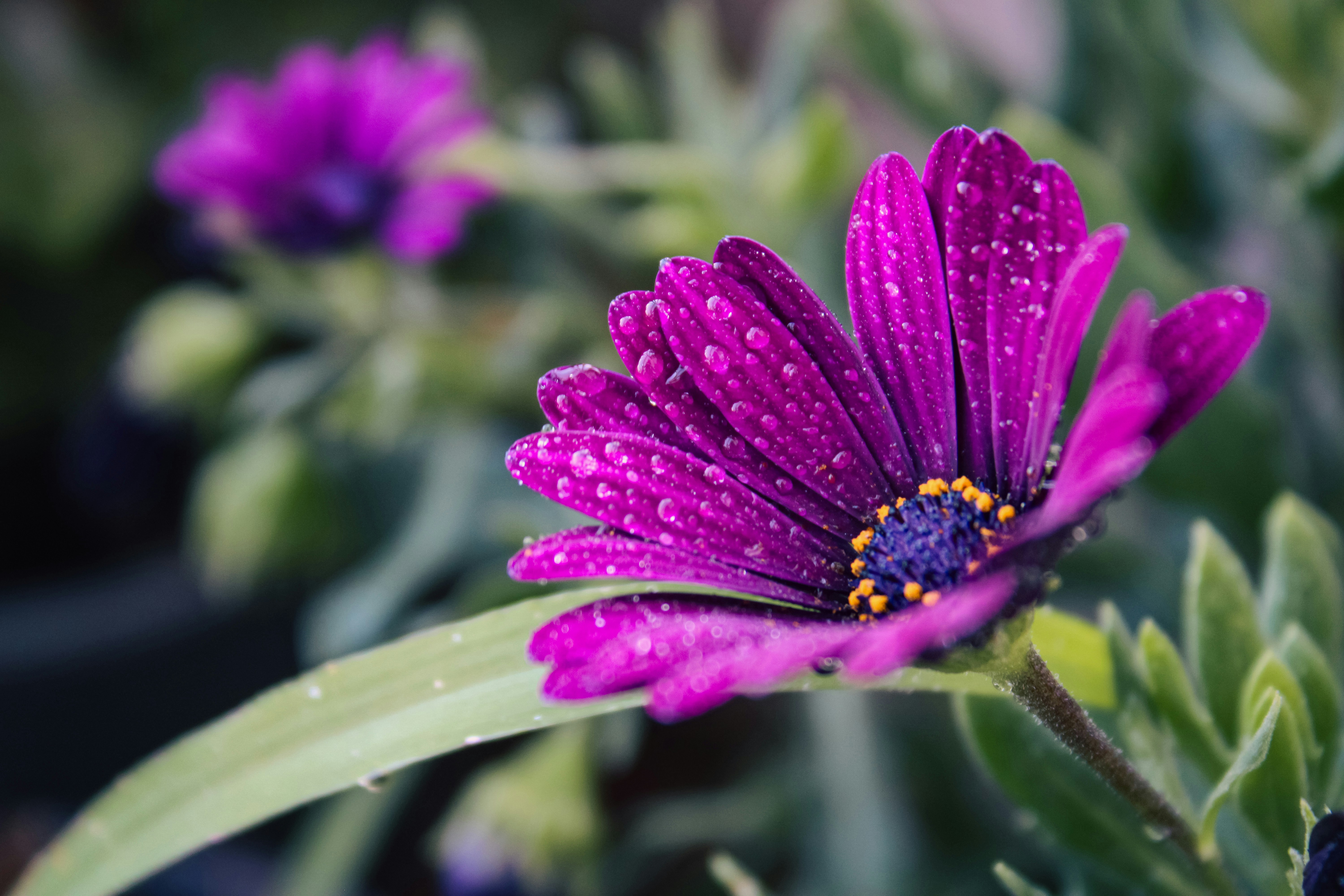 Uma flor roxa vibrante coberta de gotas de água.