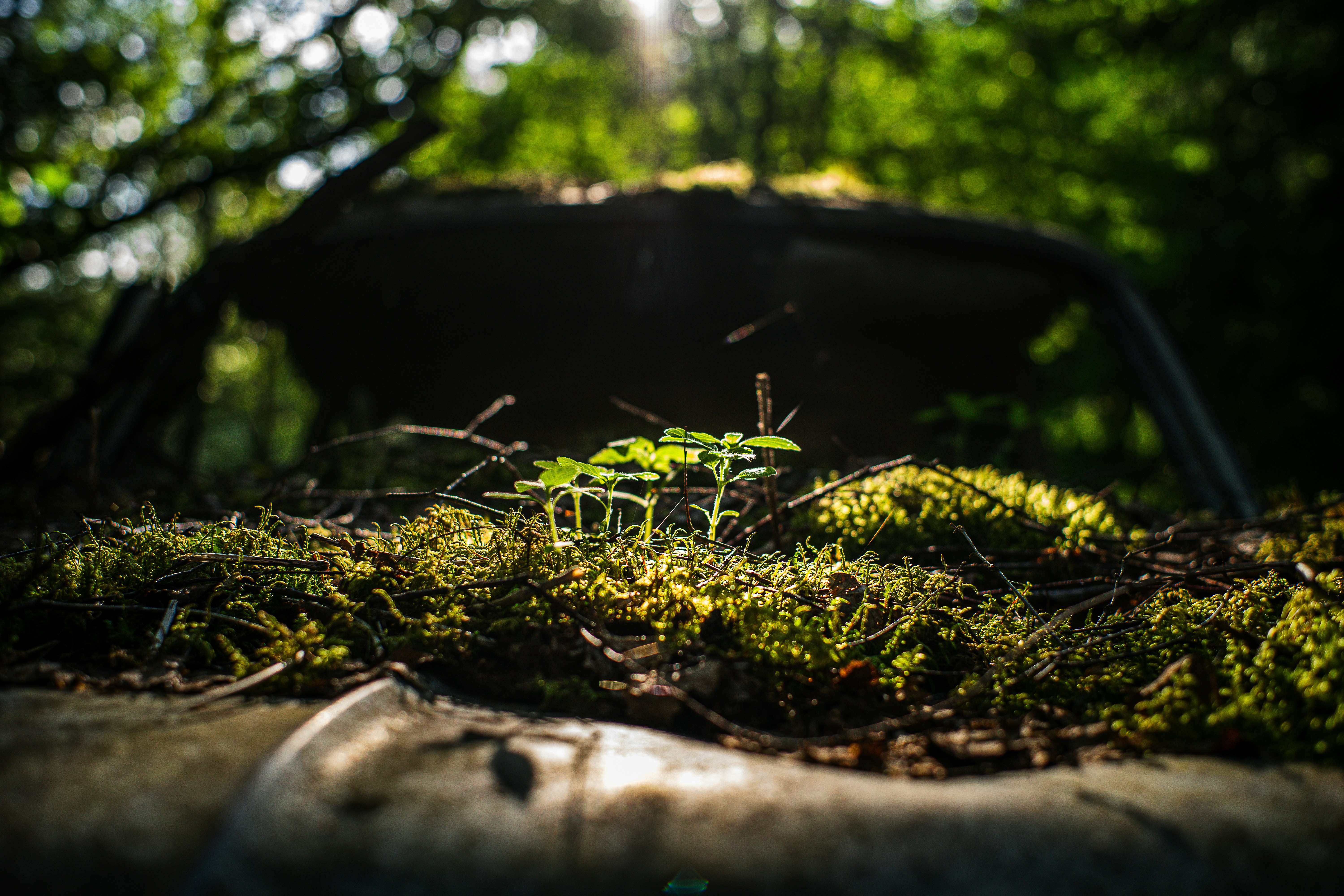 太陽の光が放置された車の苔や植物を照らしている。