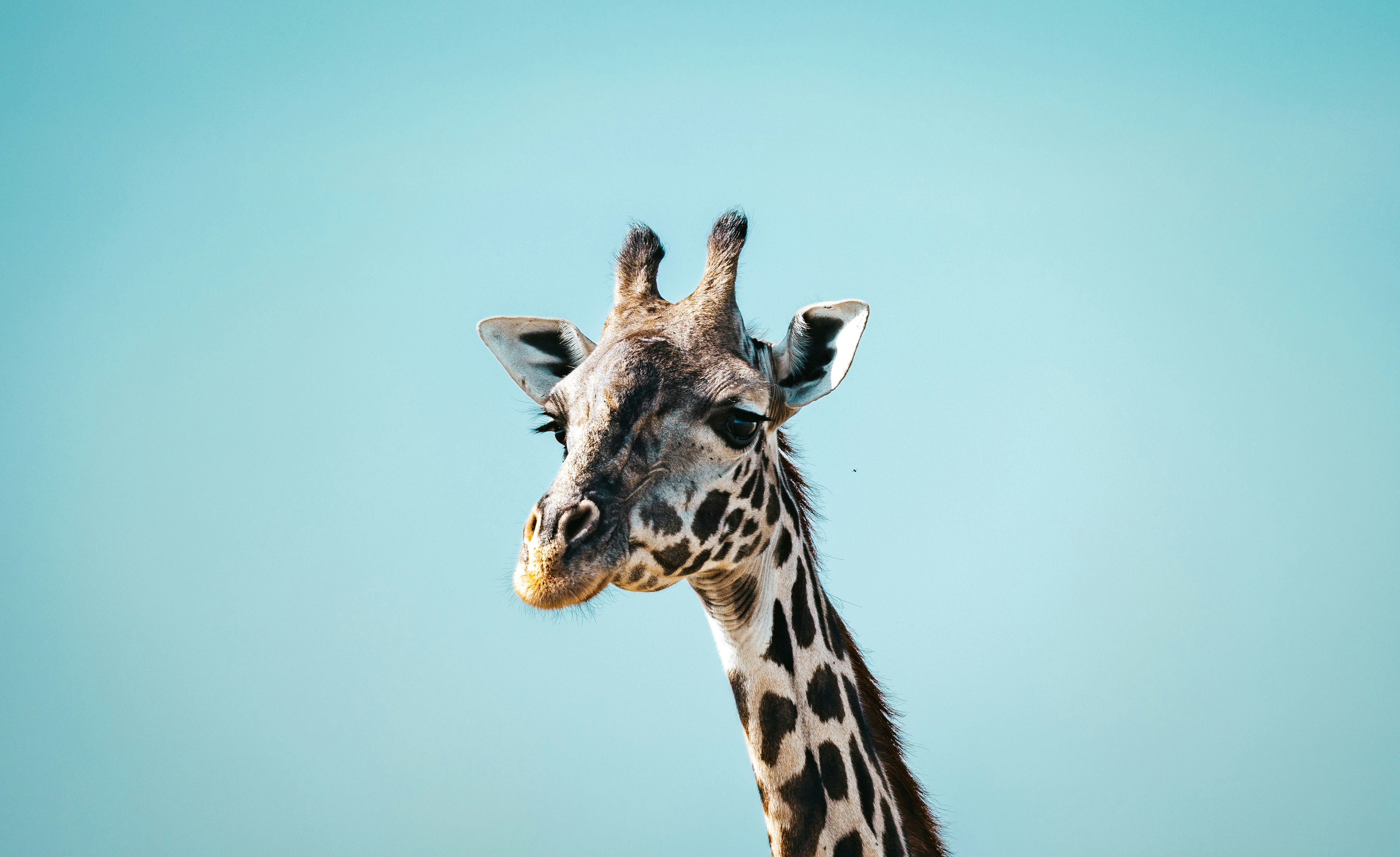 Testa di giraffa contro cielo azzurro, Kenya