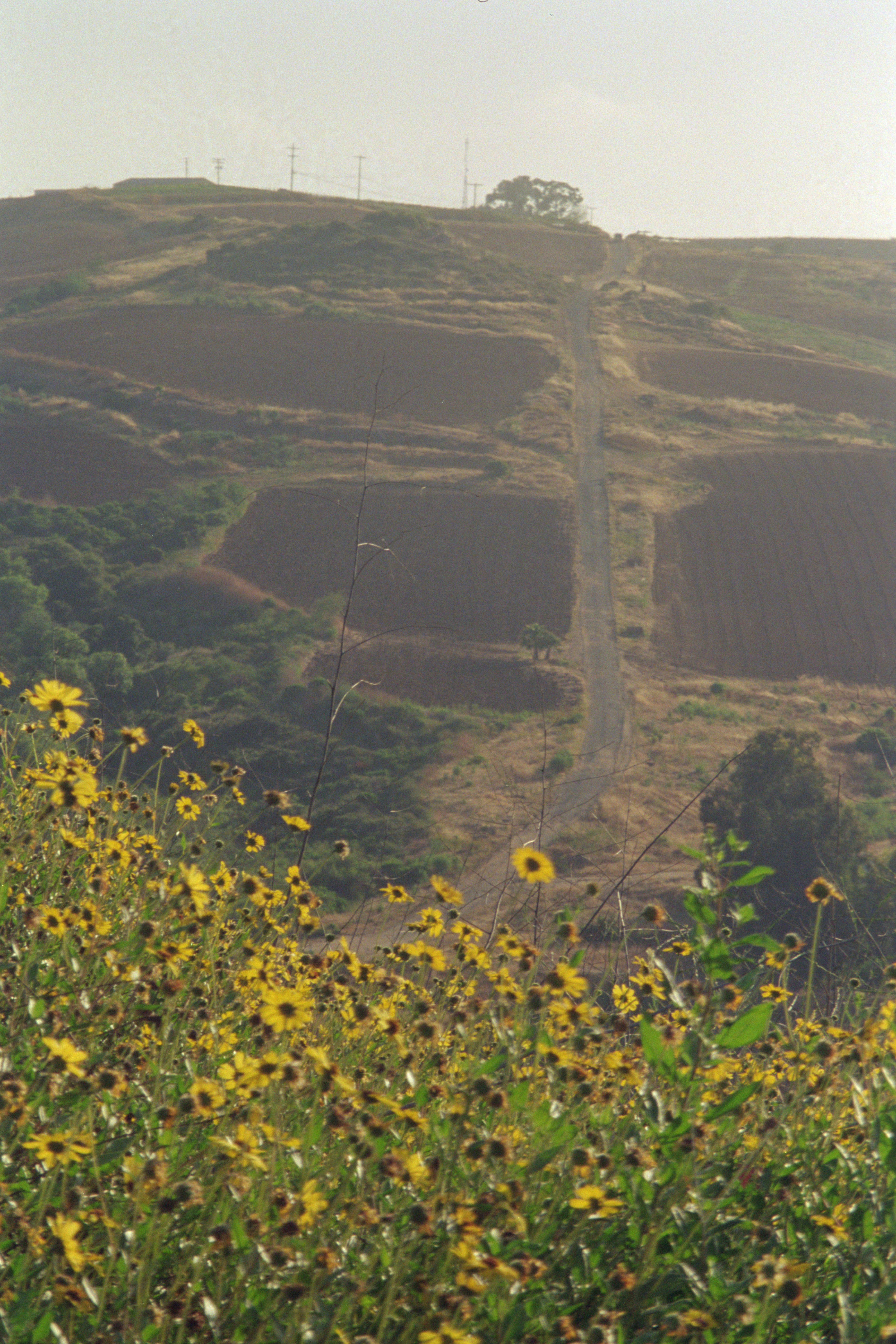 Yellow wildflowers in foreground, dirt road ascends terraced hill.
