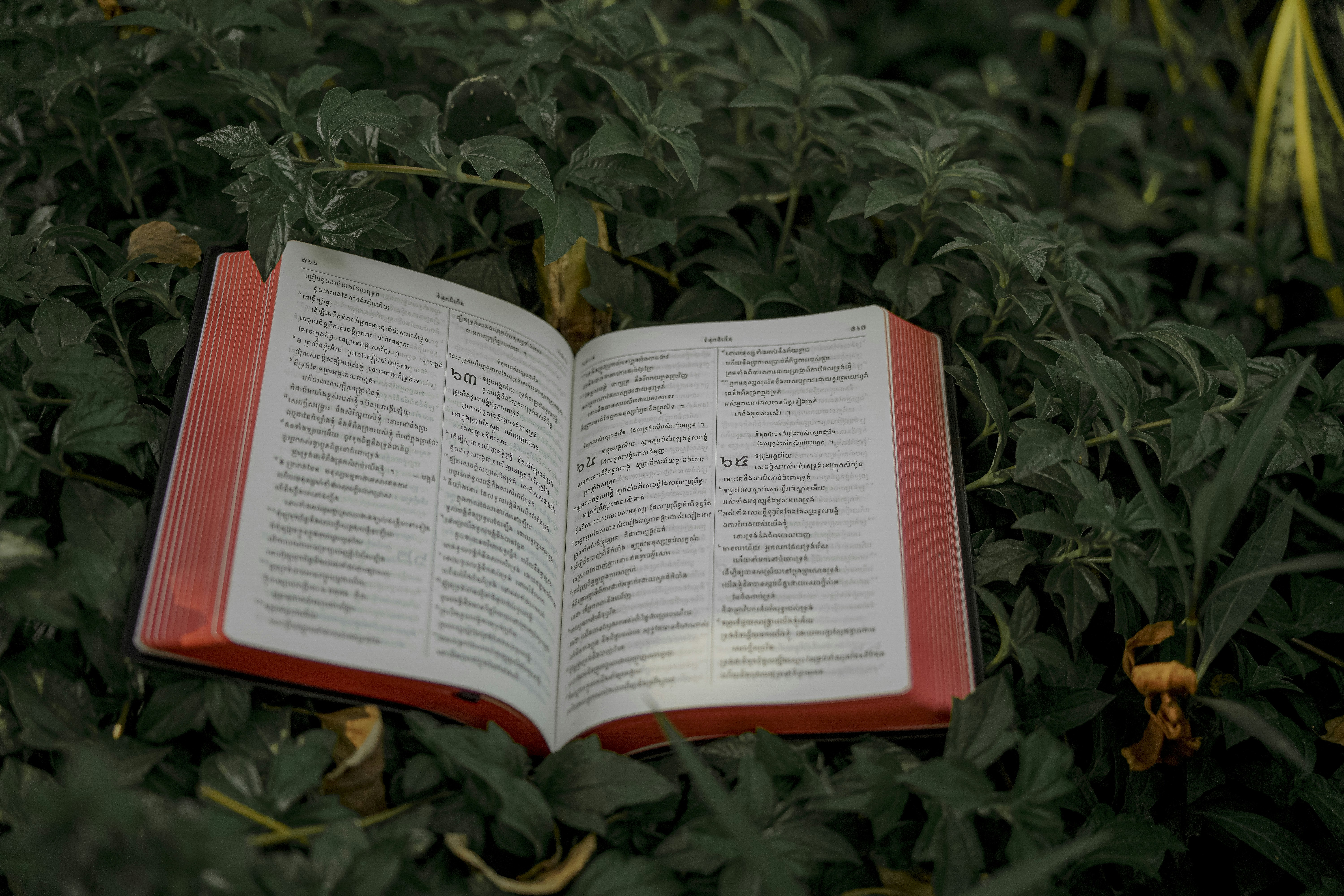 An open red book rests among green leaves