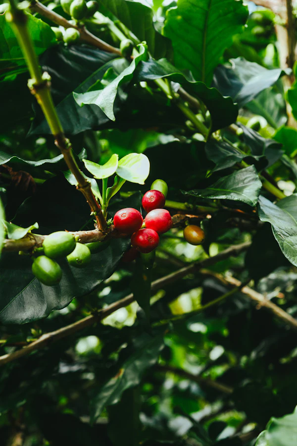 Ripe red and unripe green coffee cherries on a branch