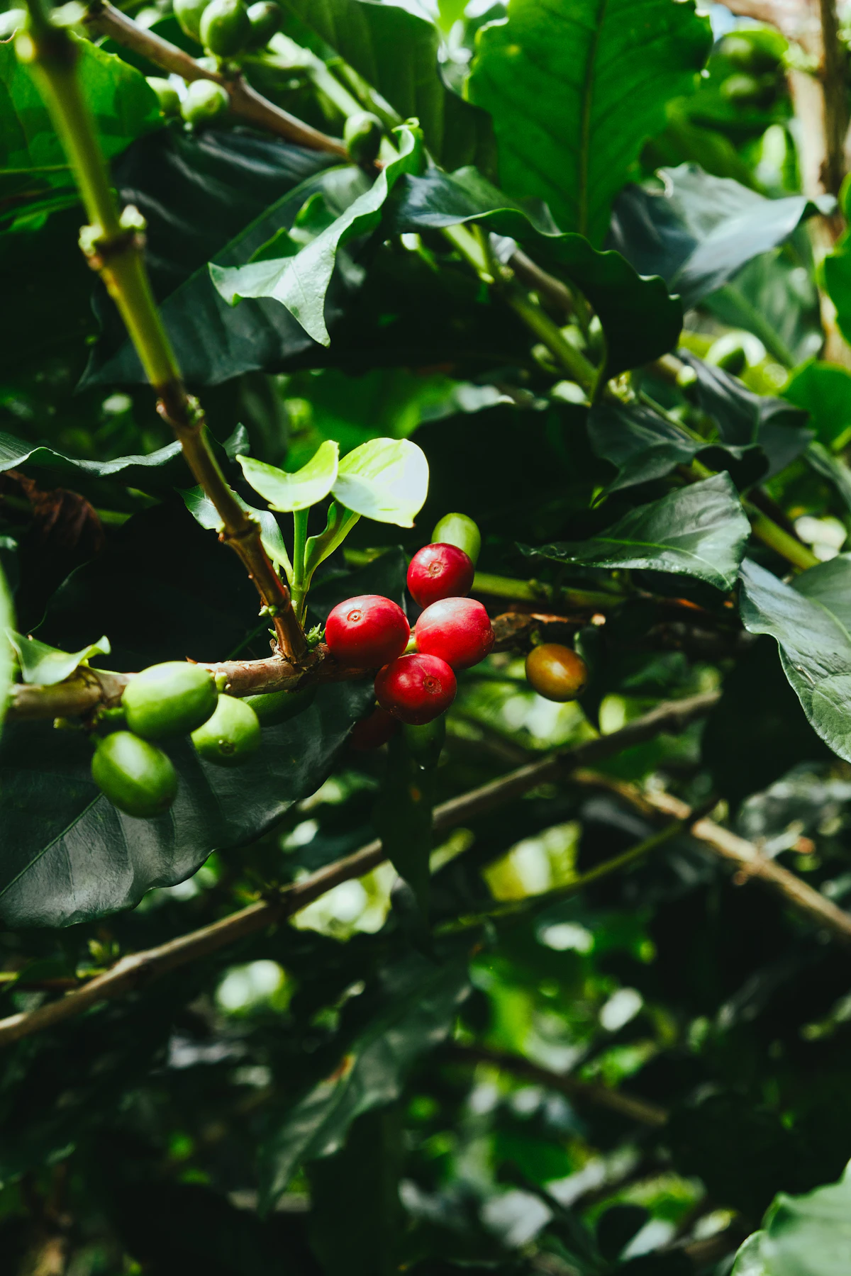 Buah kopi merah dan hijau di dahan