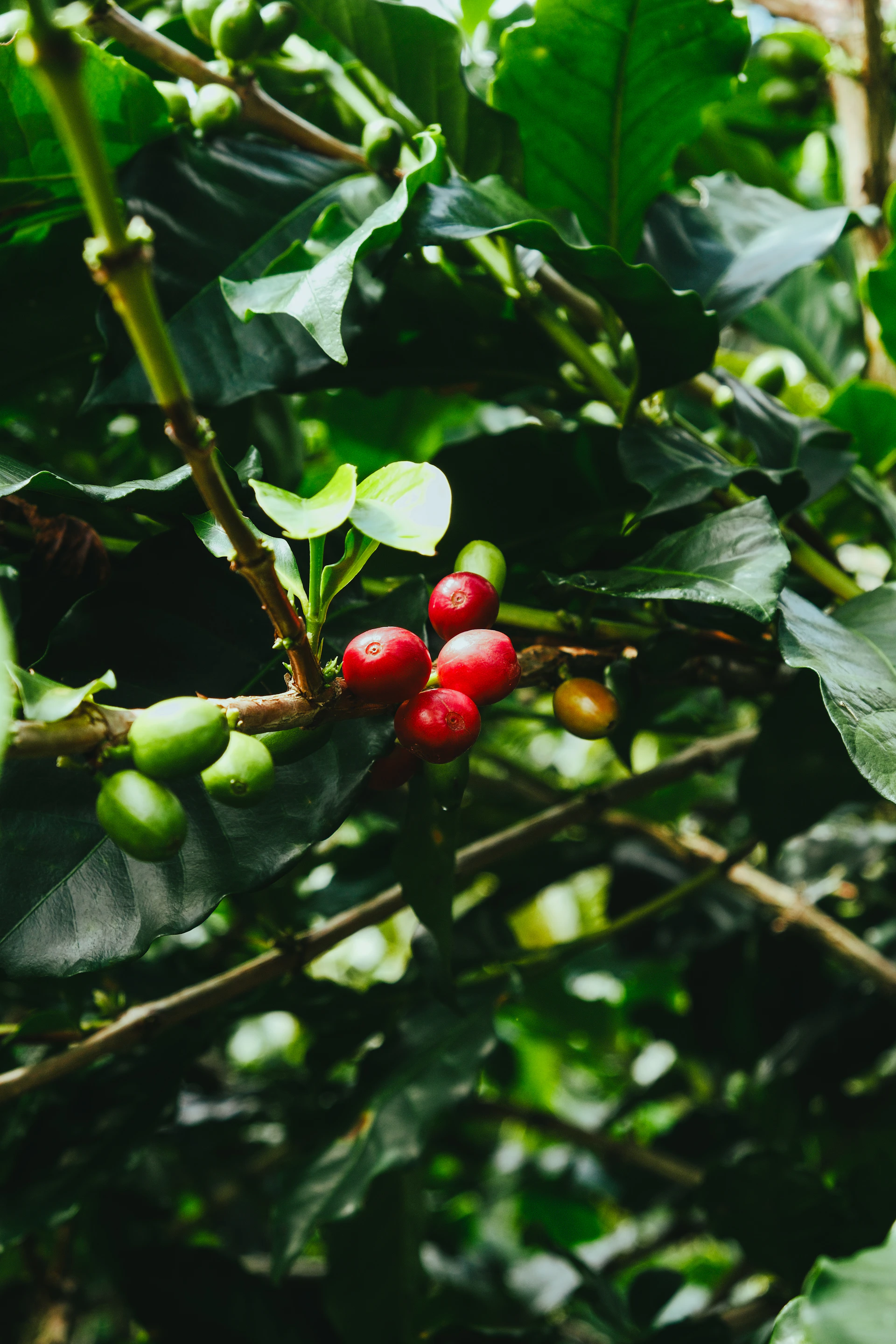 Ripe red and unripe green coffee beans on a branch.