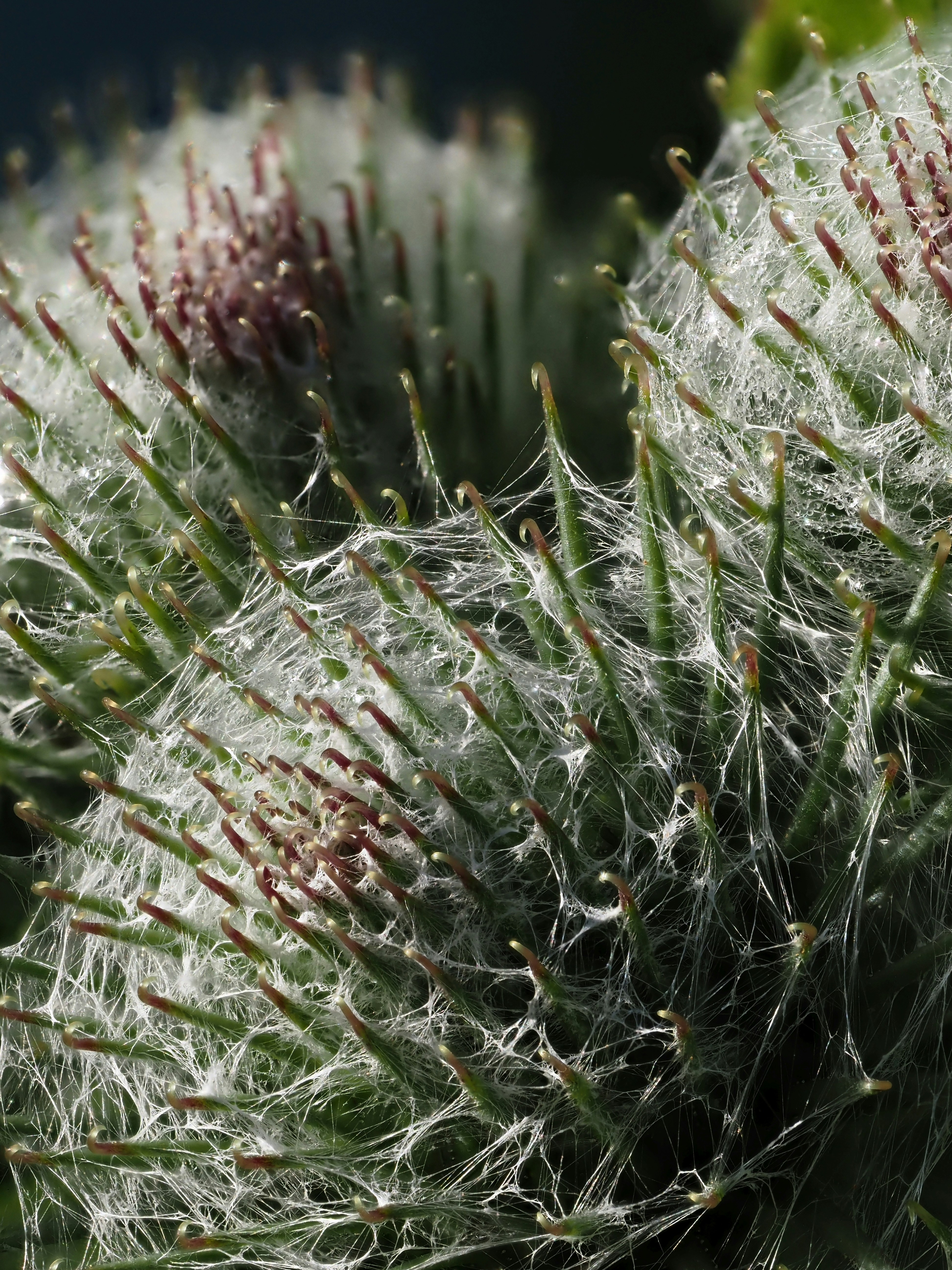 Gros plan sur les têtes de graines de bardane couvertes de toiles d’araignée blanches.