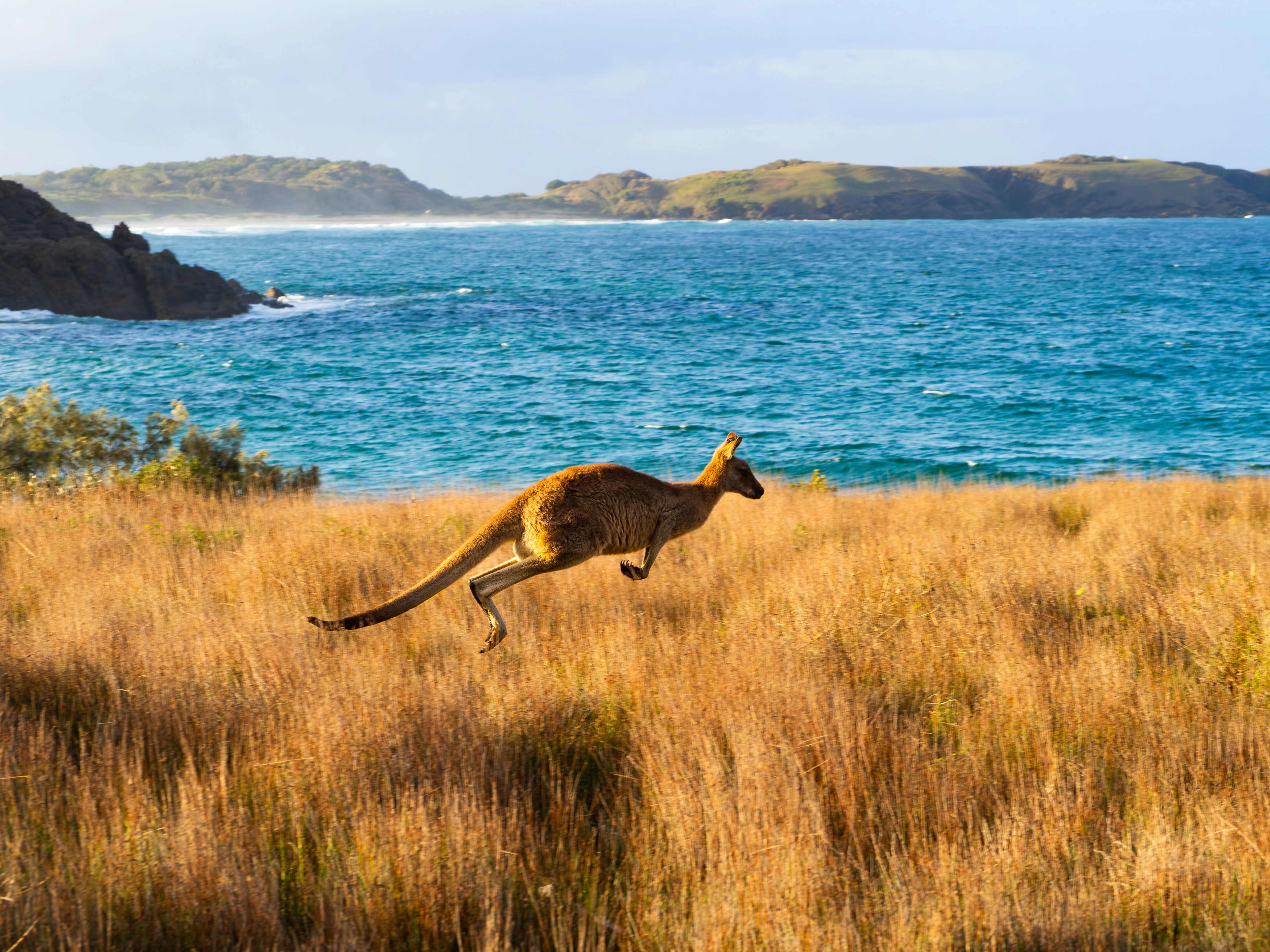 A kangaroo hops through golden grass by the blue ocean