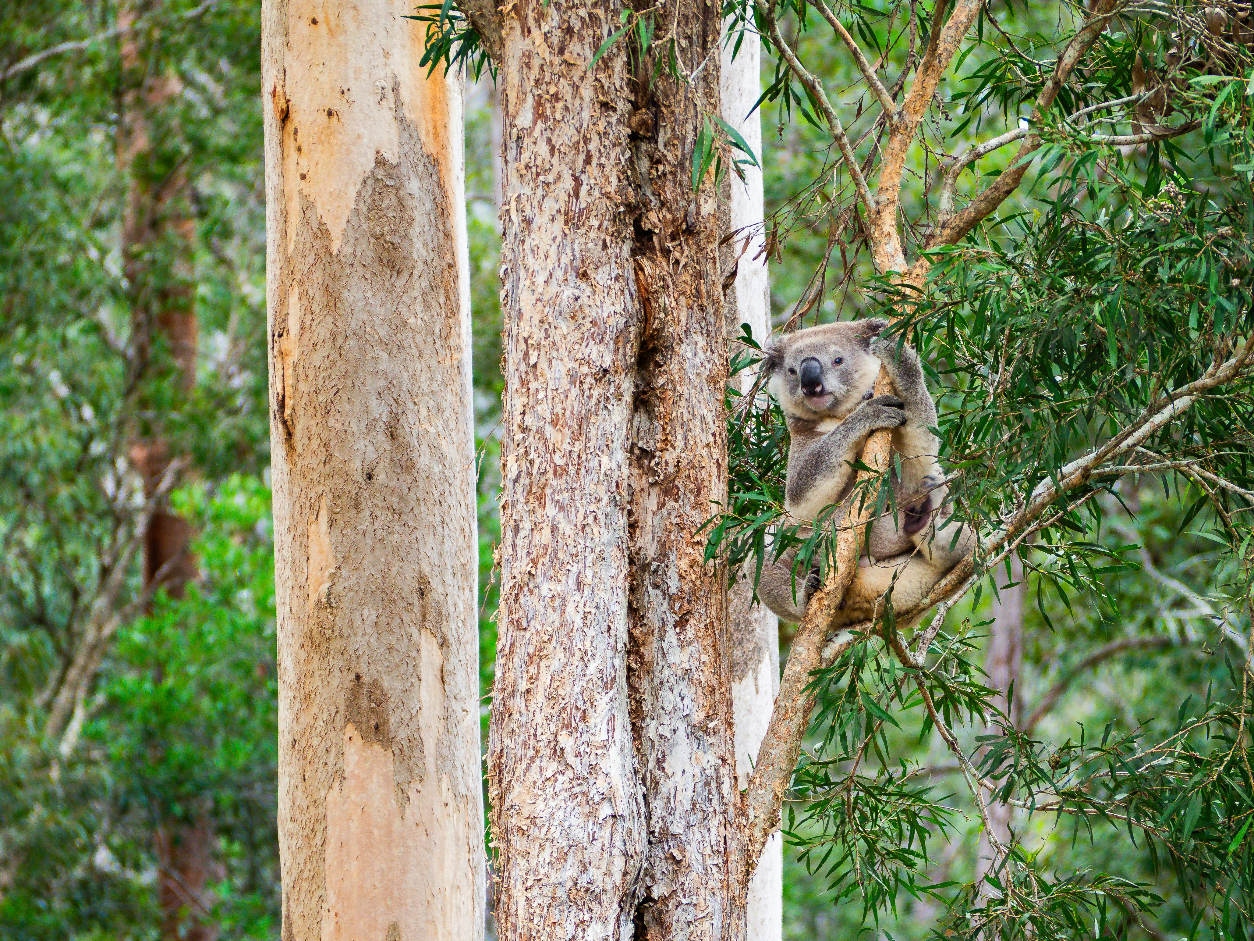 Koala resting in a eucalyptus tree