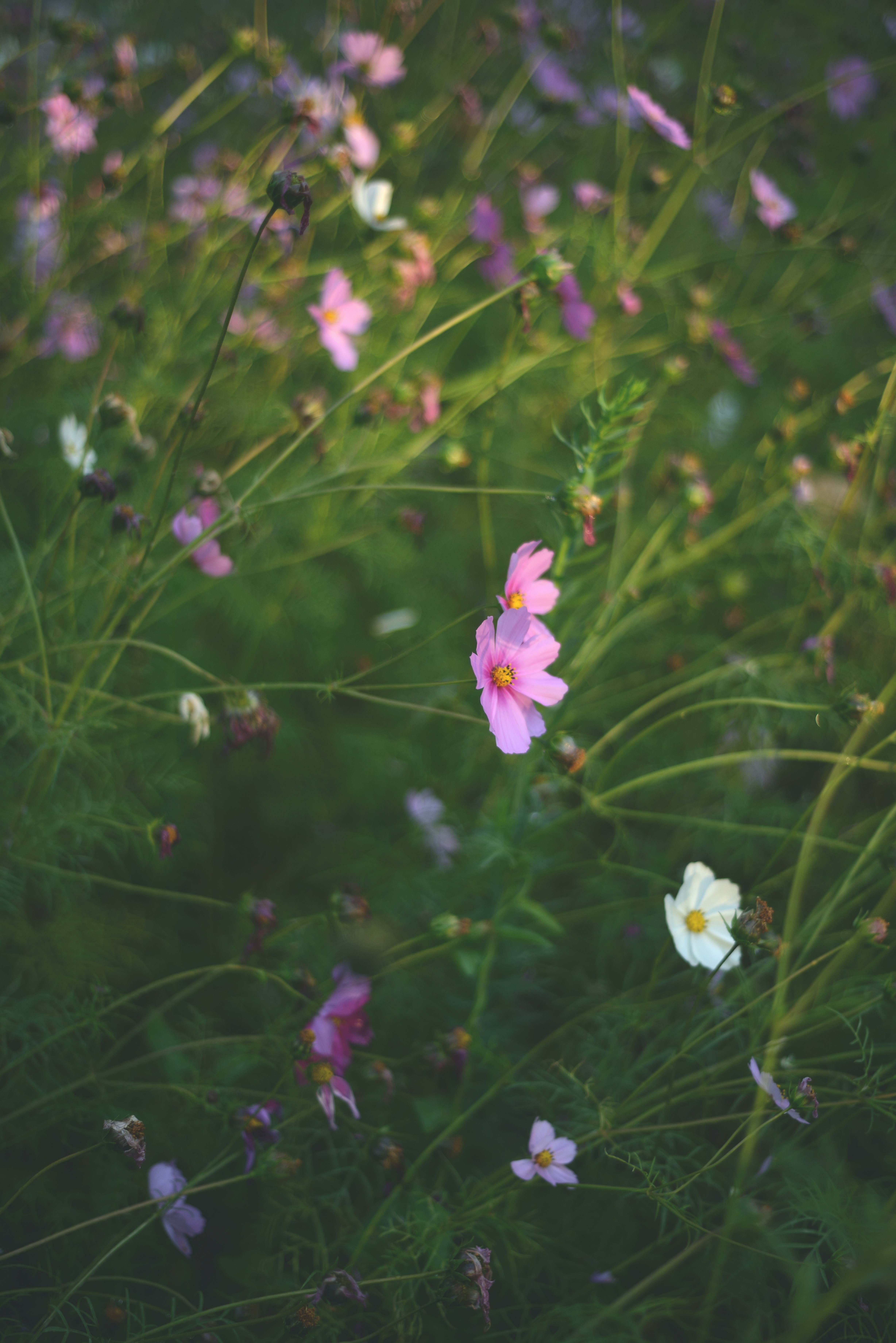 Des fleurs cosmos roses et blanches épanouissant dans un champ vert.