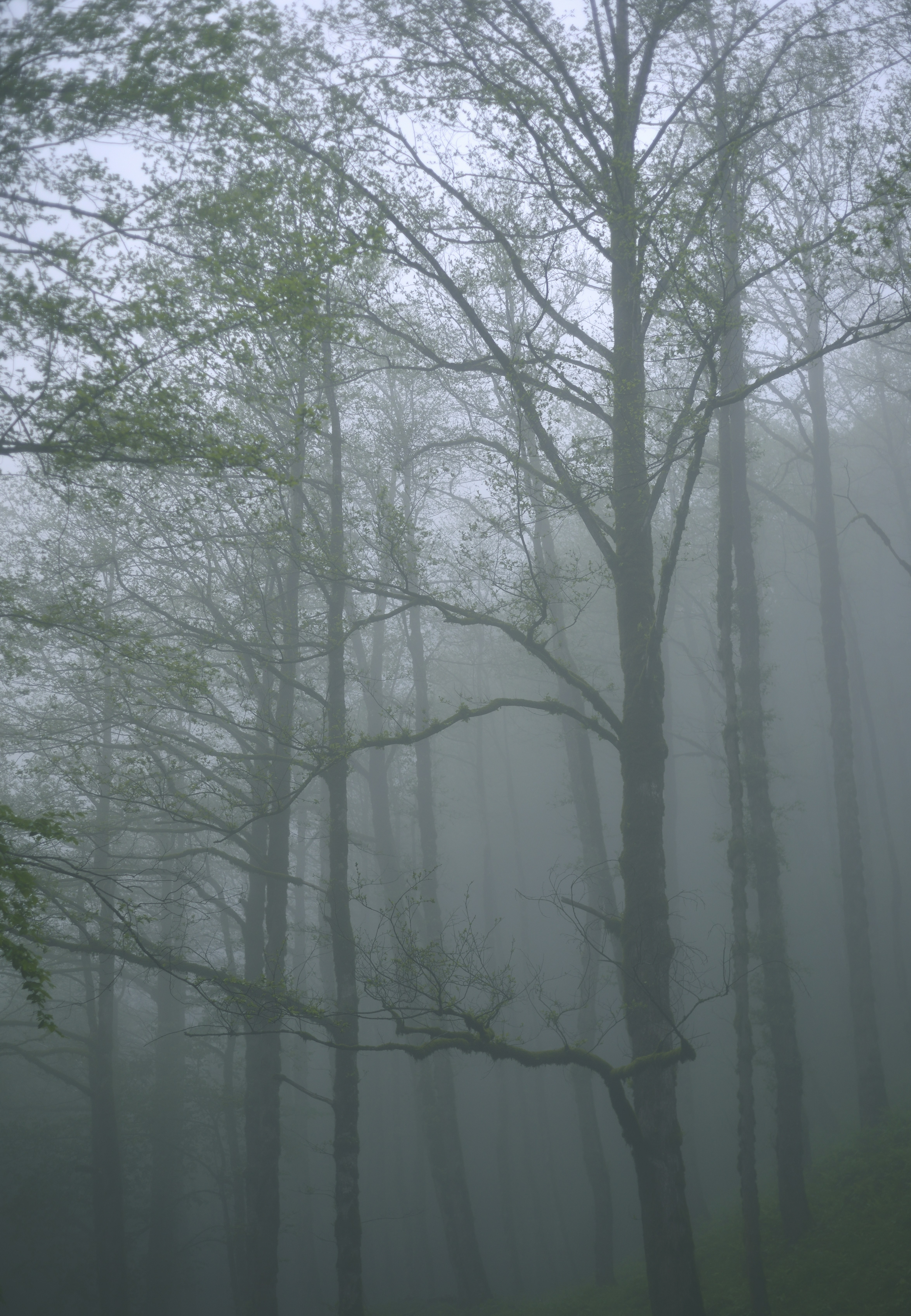 De grands arbres enveloppés d’un brouillard dense lors d’une journée sombre.