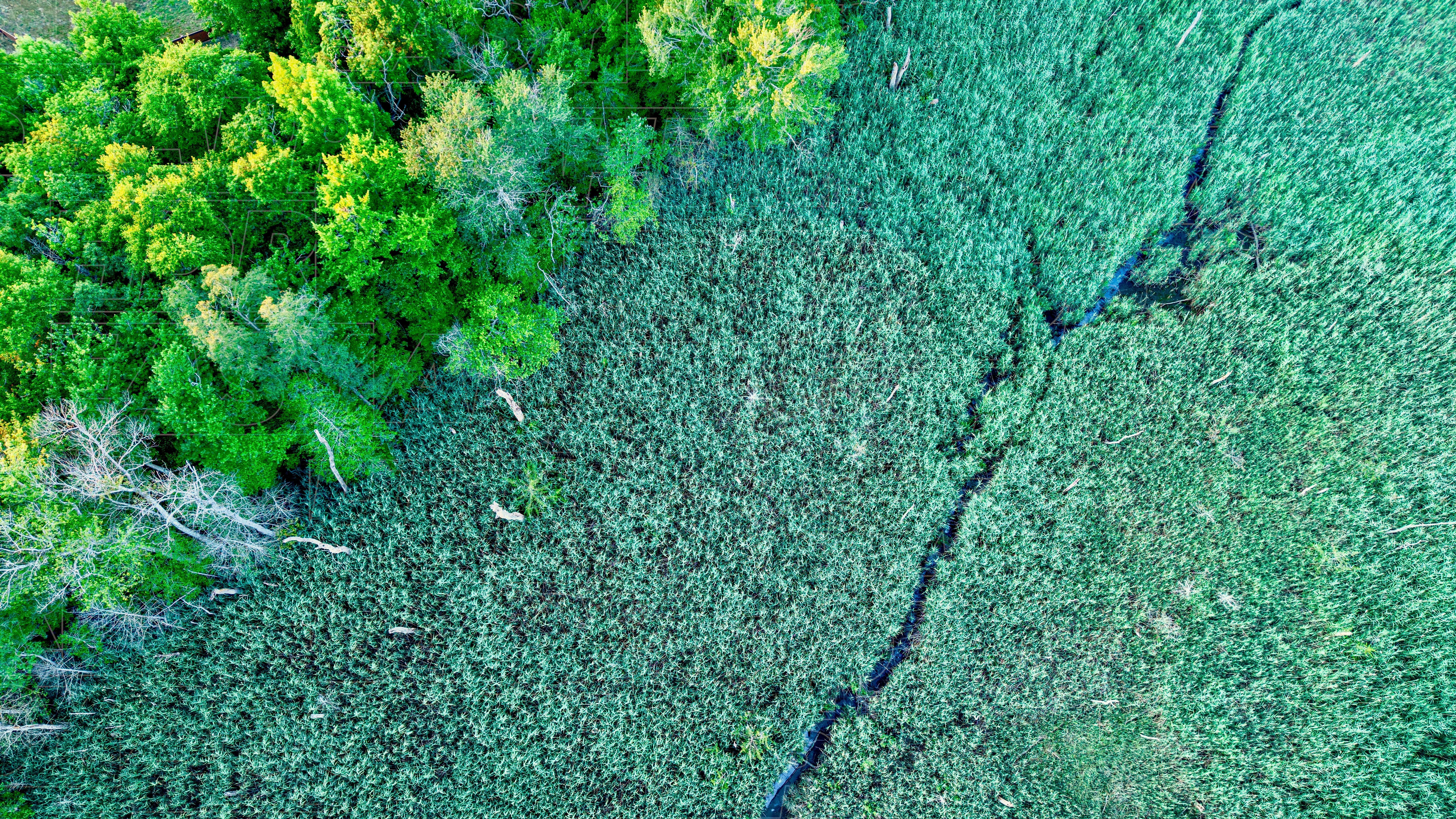 Forêt verte et marécages séparés par un ruisseau sinueux.