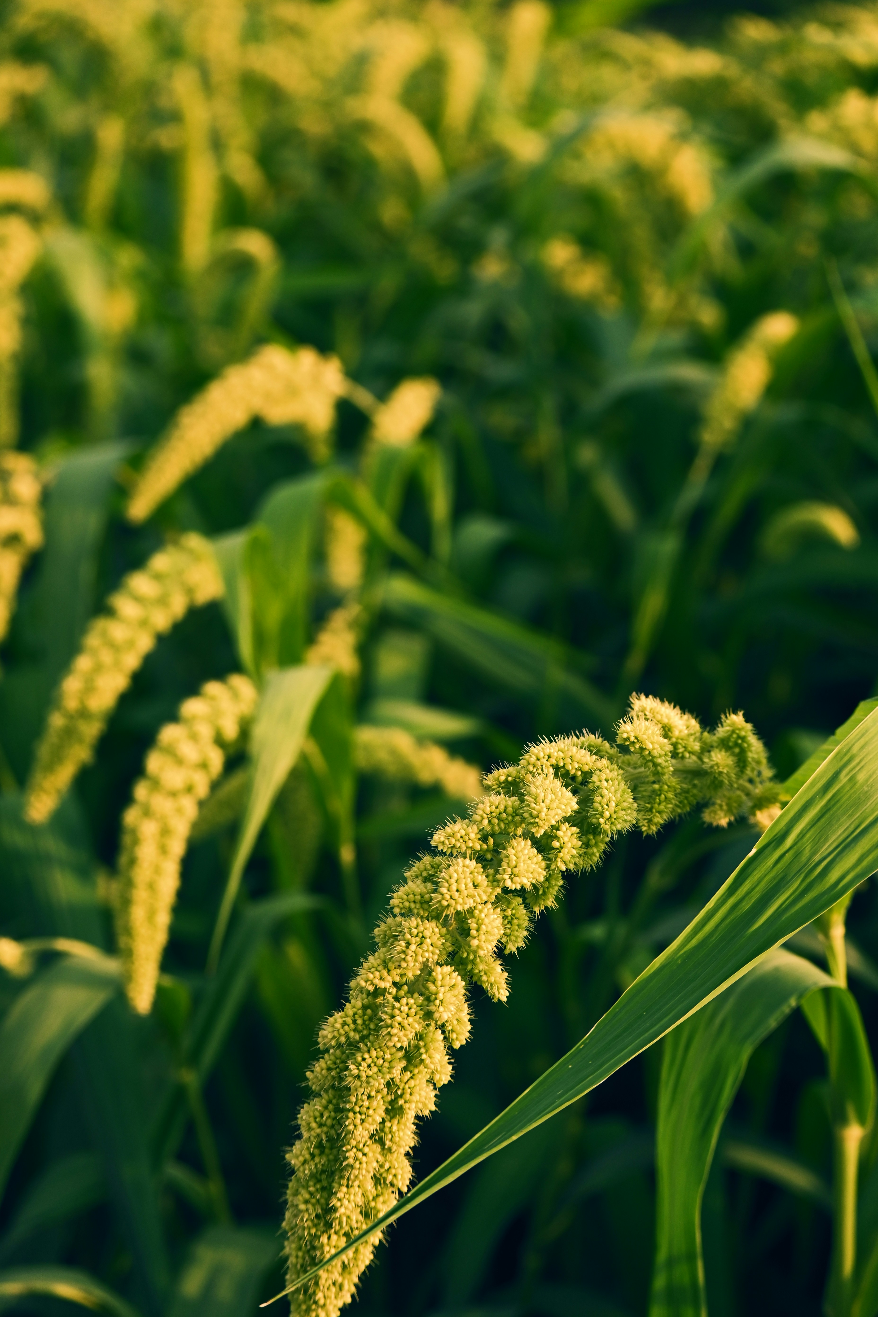 Millets
