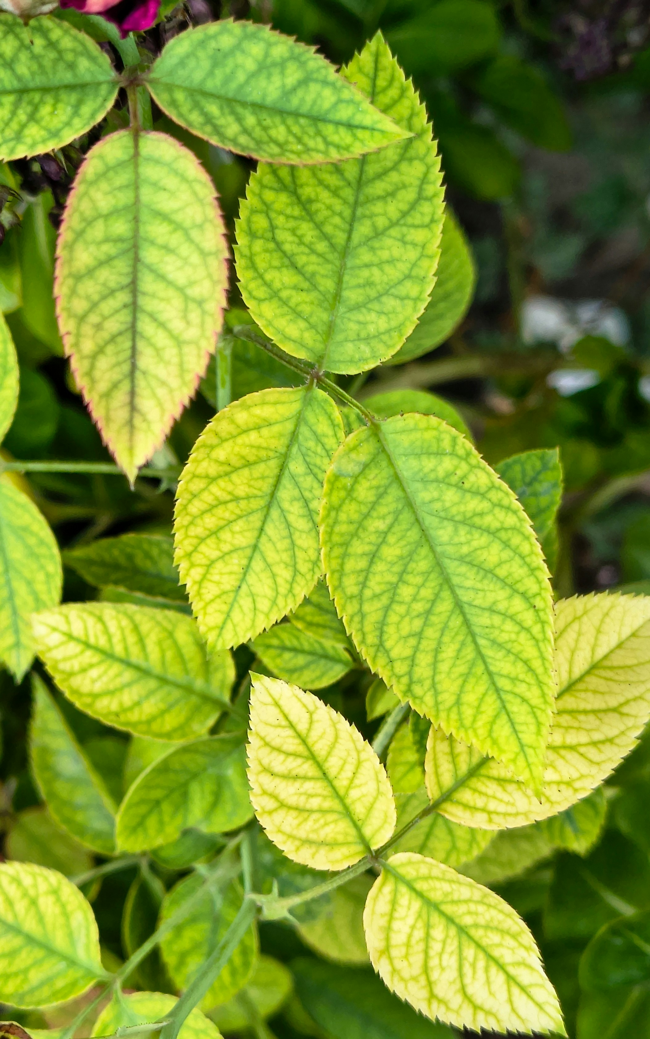 Feuilles jaune-vert avec des nervures visibles sur une plante.