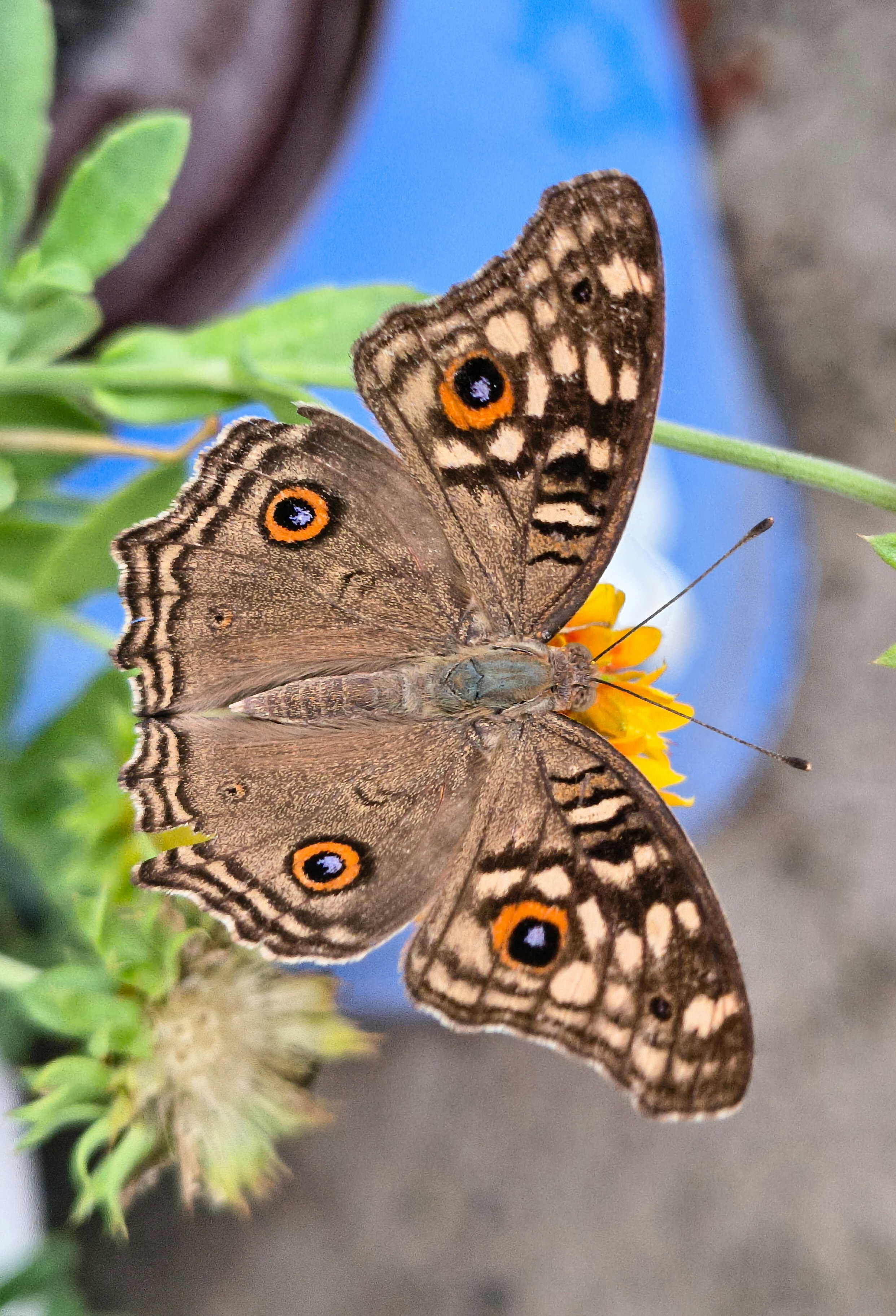 Un papillon brun avec des oculaires repose sur une fleur jaune.