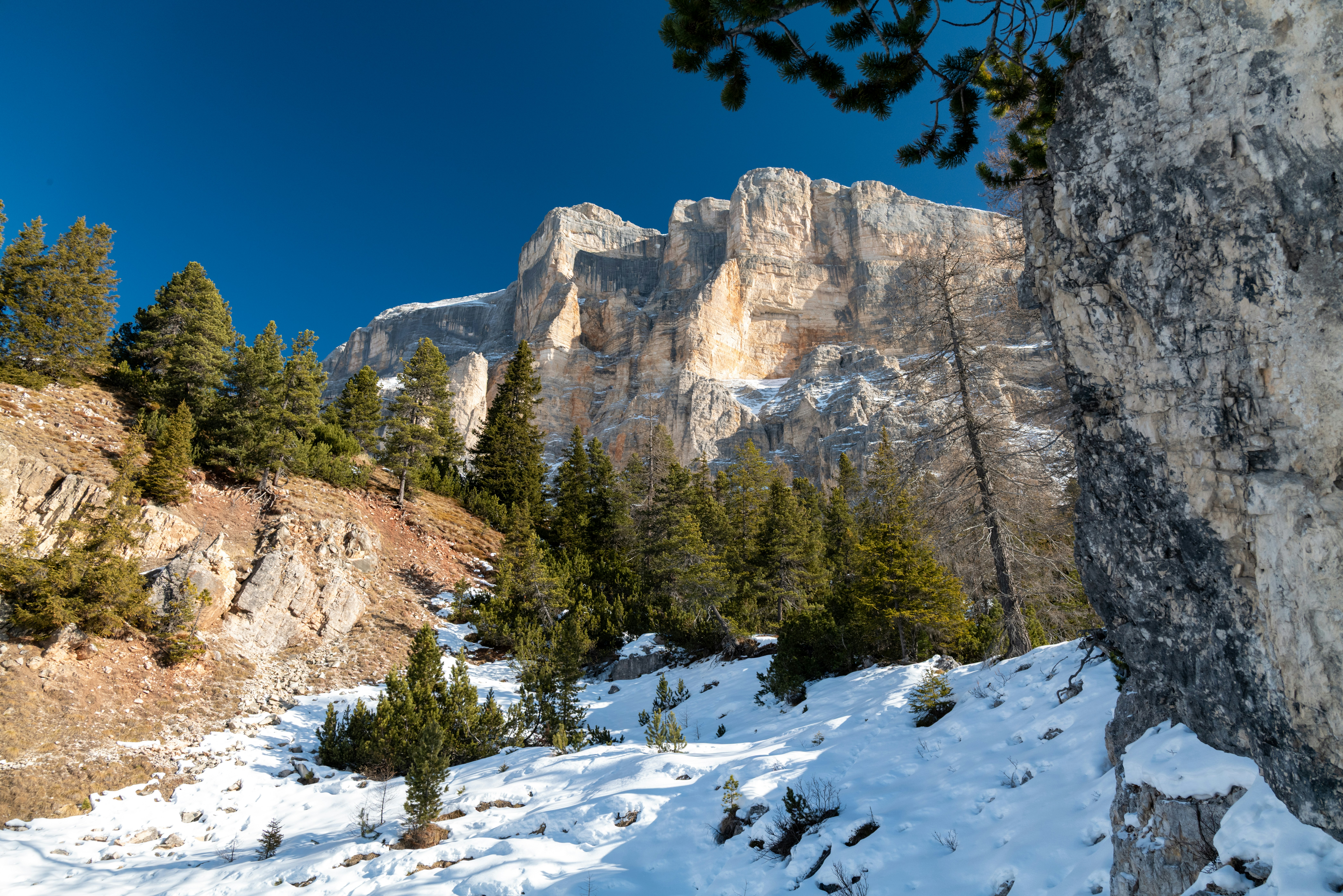 Snowy mountain landscape with pine trees and a clear sky.