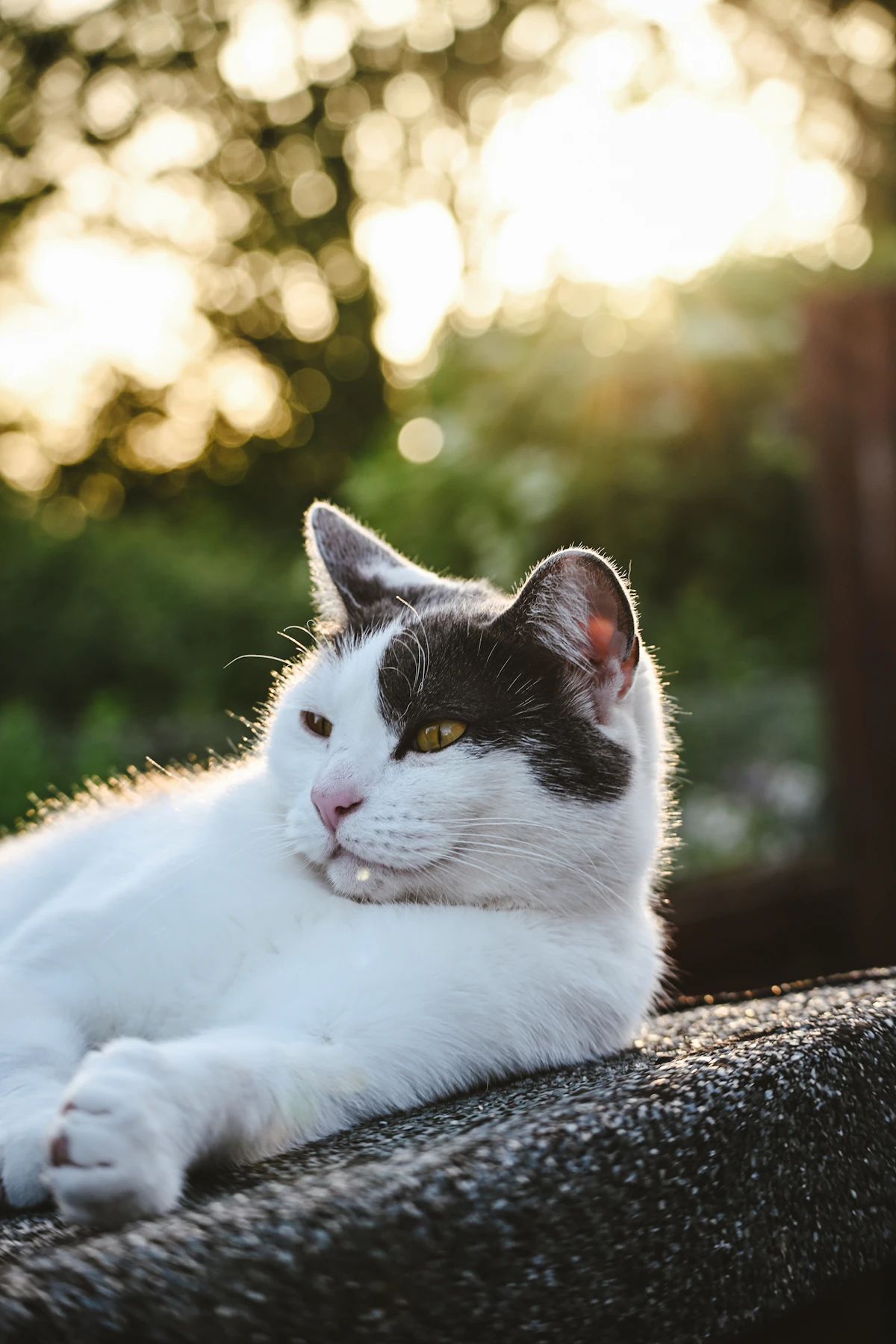 Katze entspannt im goldenen Sonnenlicht