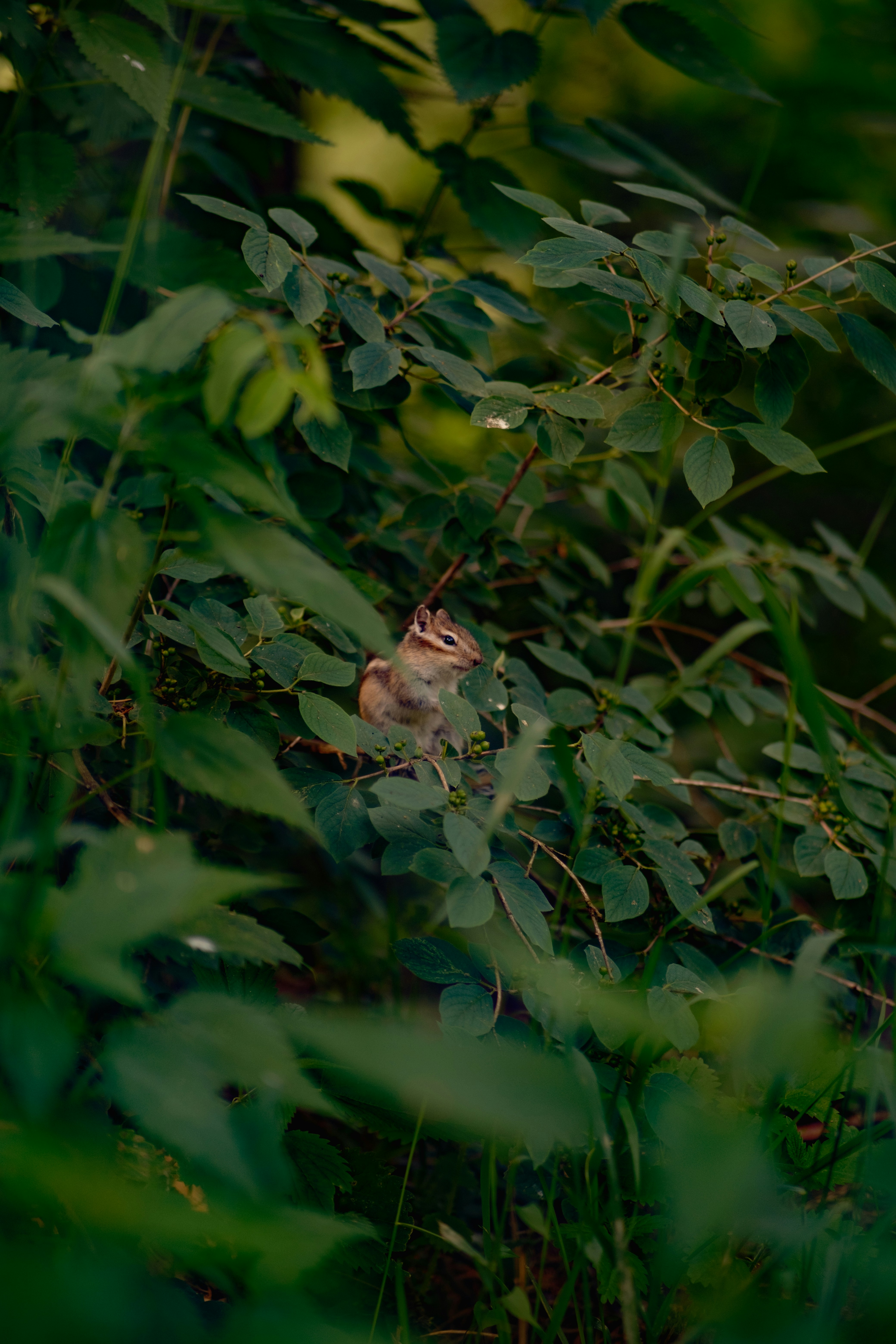 A small chipmunk peeking through dense green leaves.