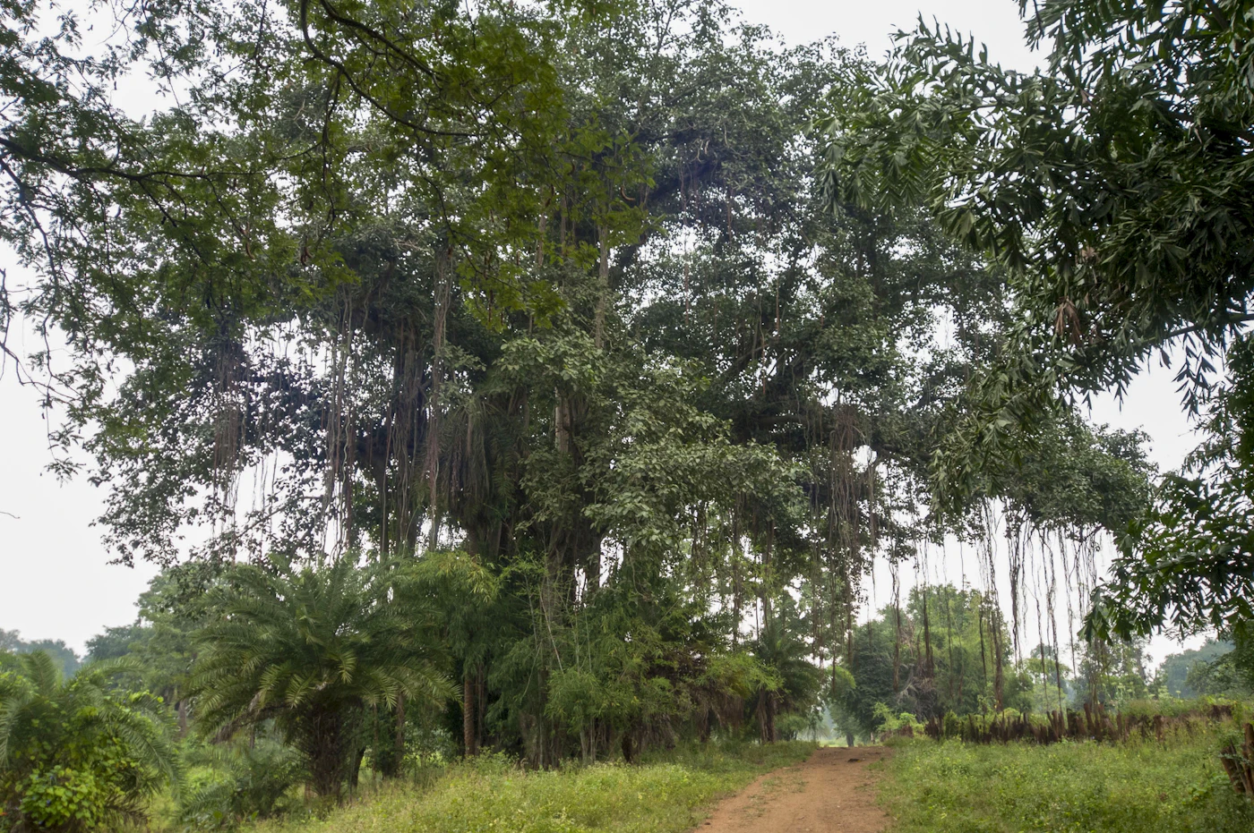 Gewürznelkenbaum auf einer Plantage bei Chake Chake, Pemba