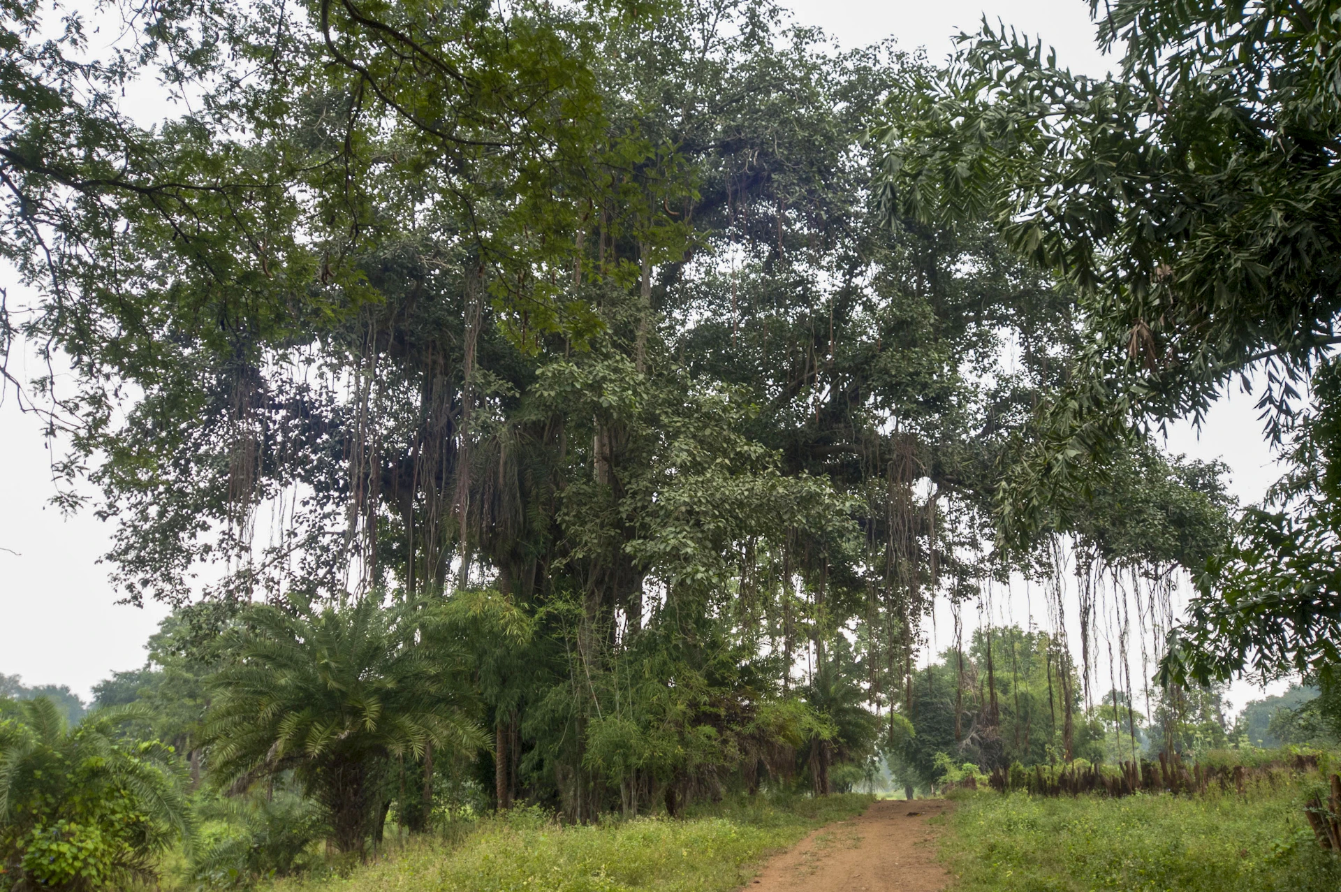 Large banyan tree with aerial roots beside a dirt path