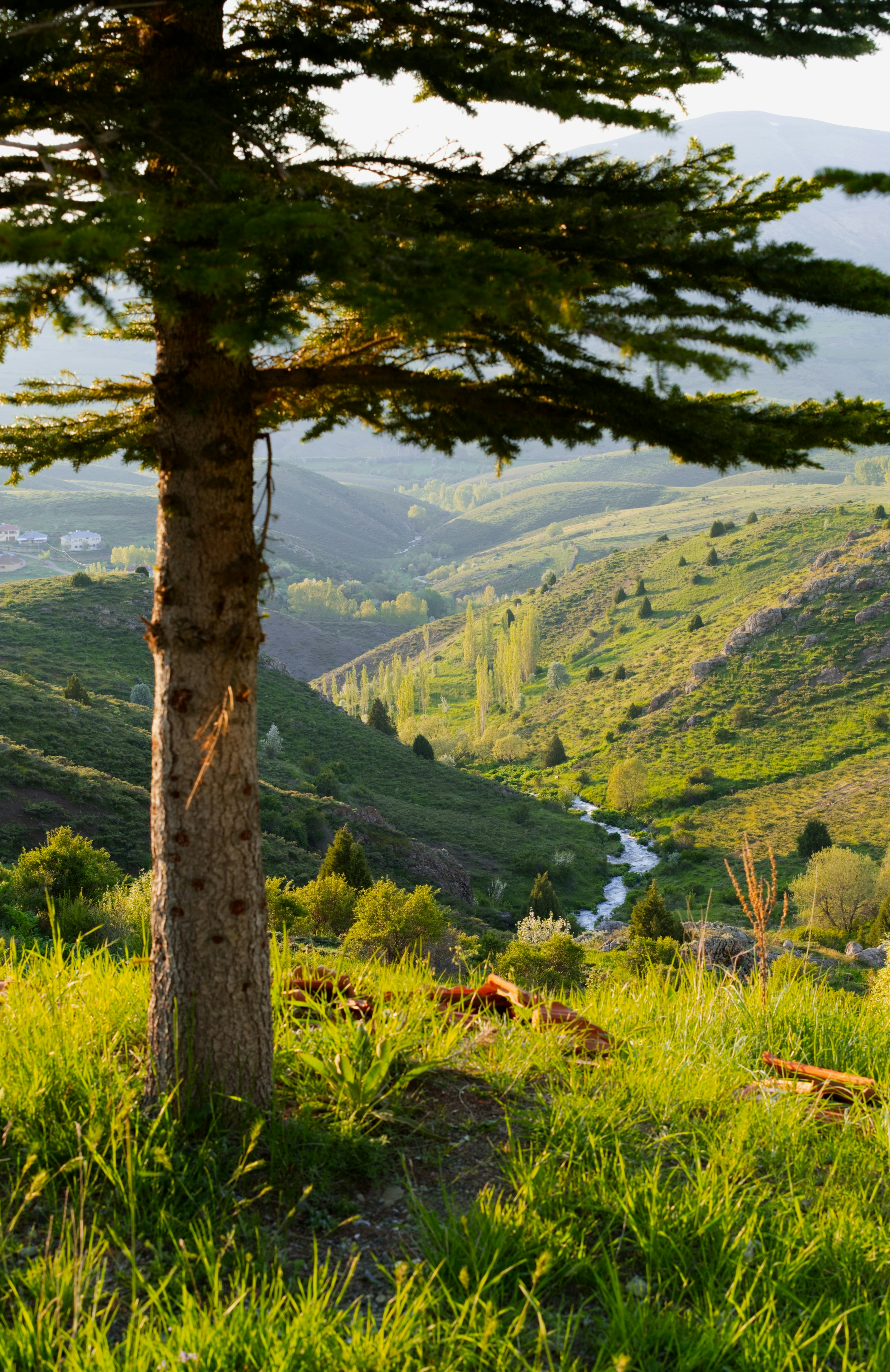 Ein hoher Baum umrahmt ein lebendiges grünes Tal und einen Fluss.