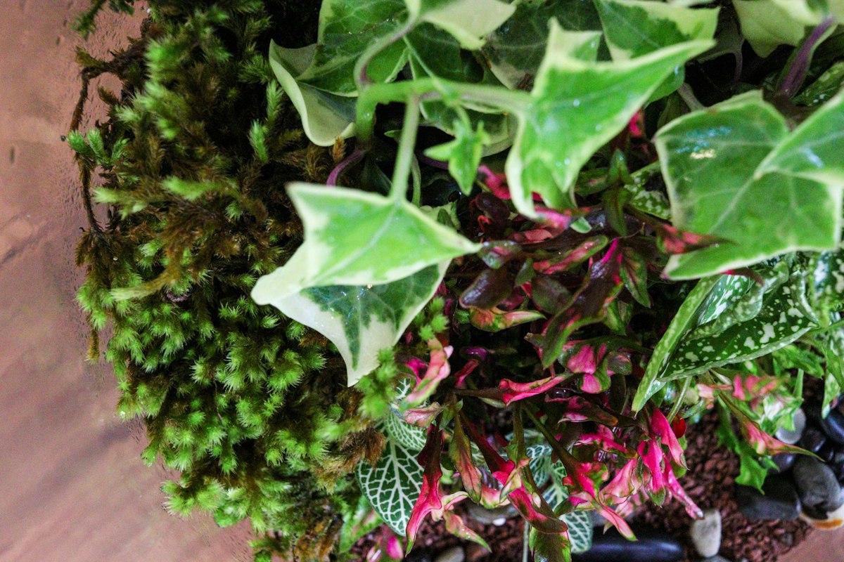 テラリウム向き観葉植物10選｜小型で多湿に強い
