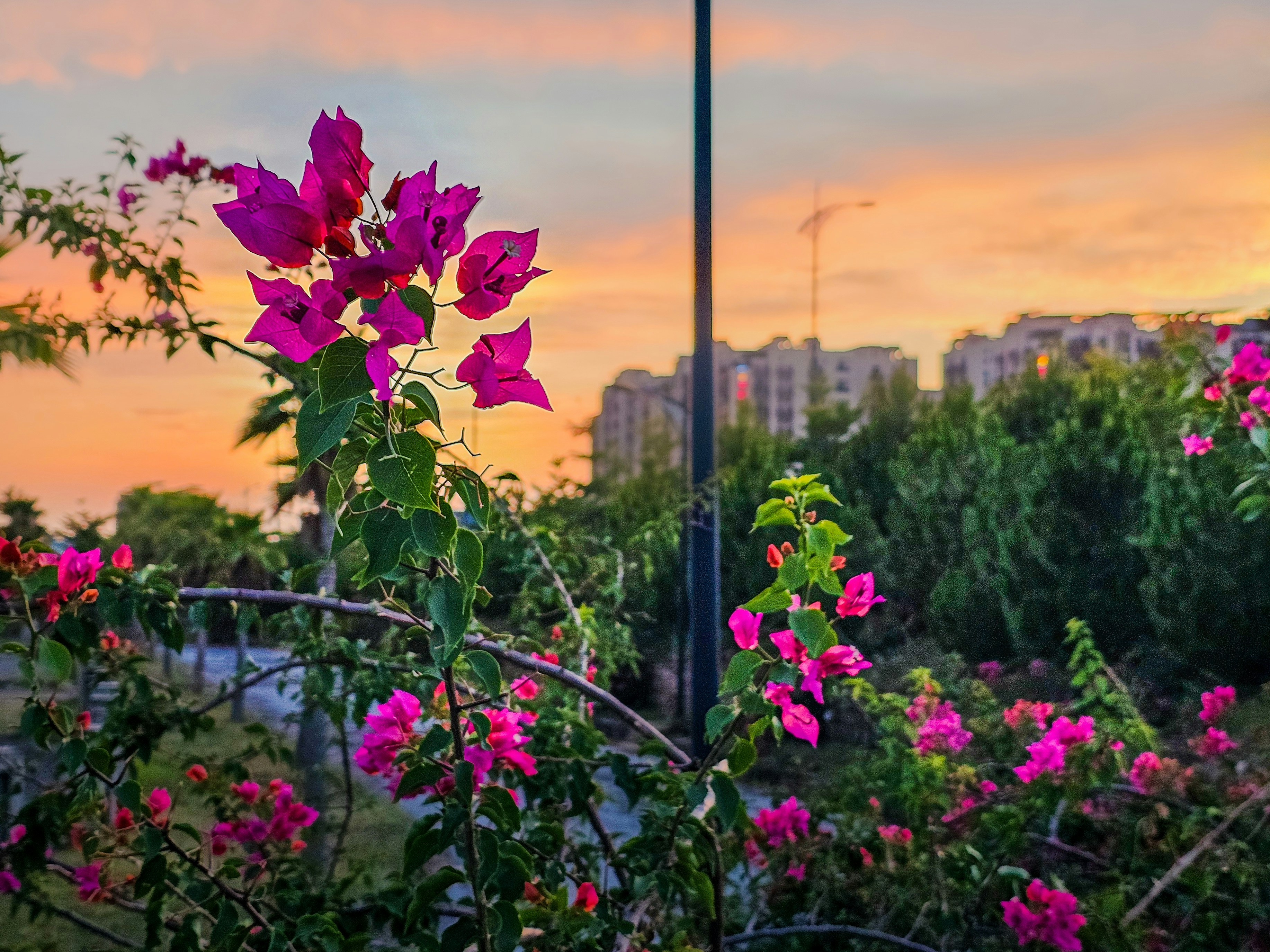 Vibrant pink bougainvillea flowers with a sunset sky and buildings