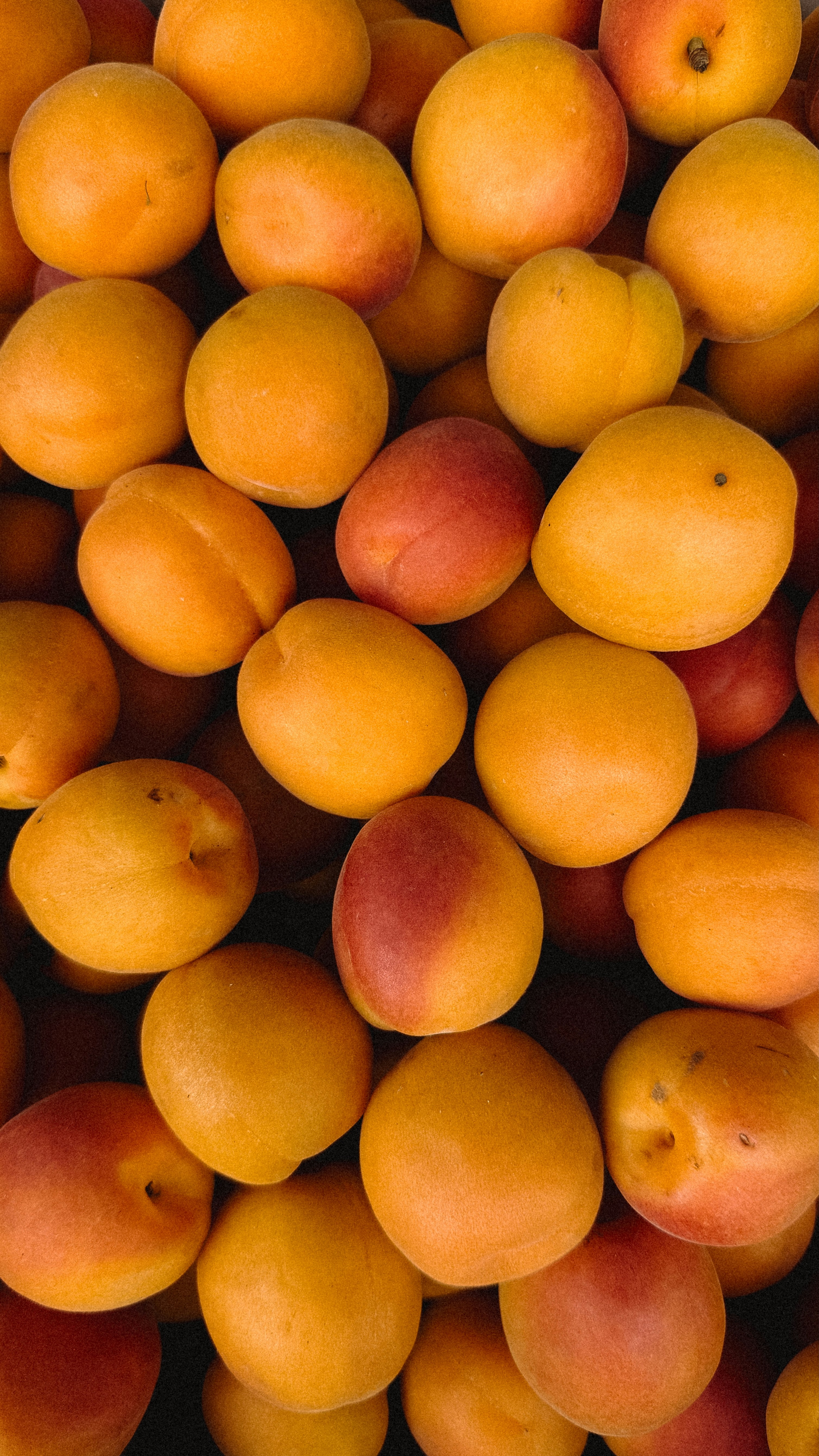 Fresh, ripe orange apricots with a reddish blush