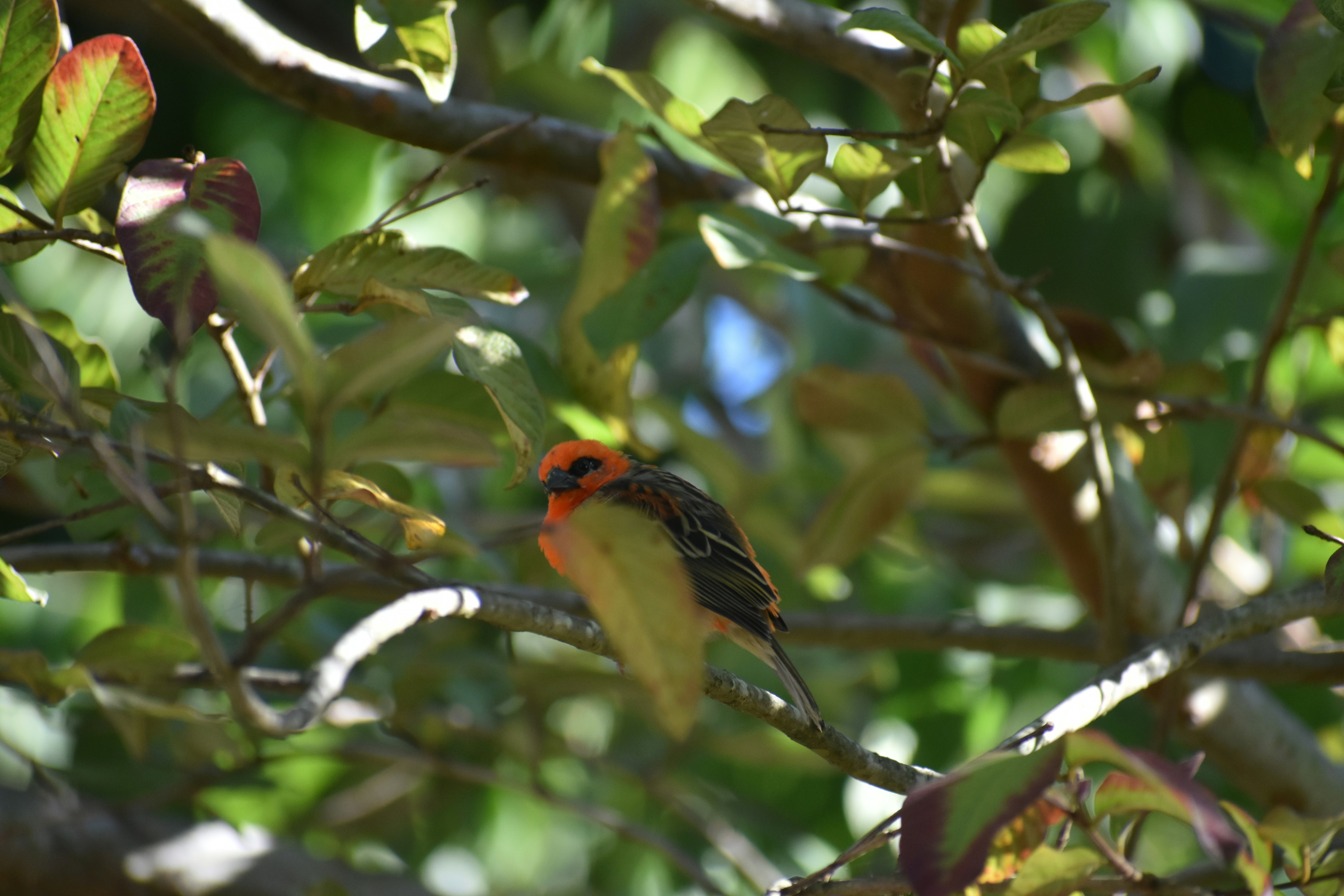 Vibrant orange-headed bird perching amidst green leaves.