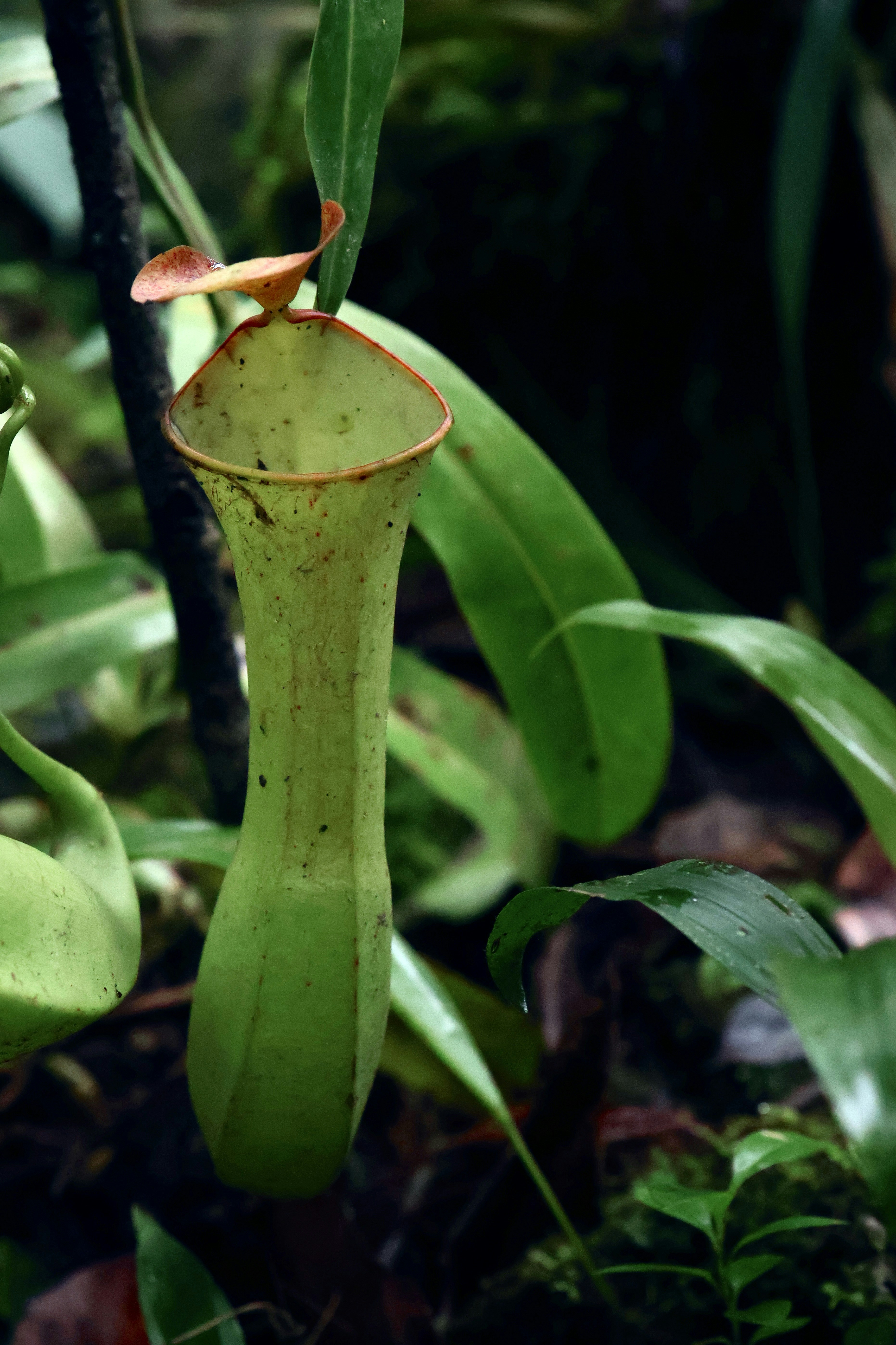 Une plante carnivère vert vif avec un bord rougeâtre.