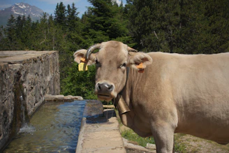 A brown cow stands near a stone water trough.