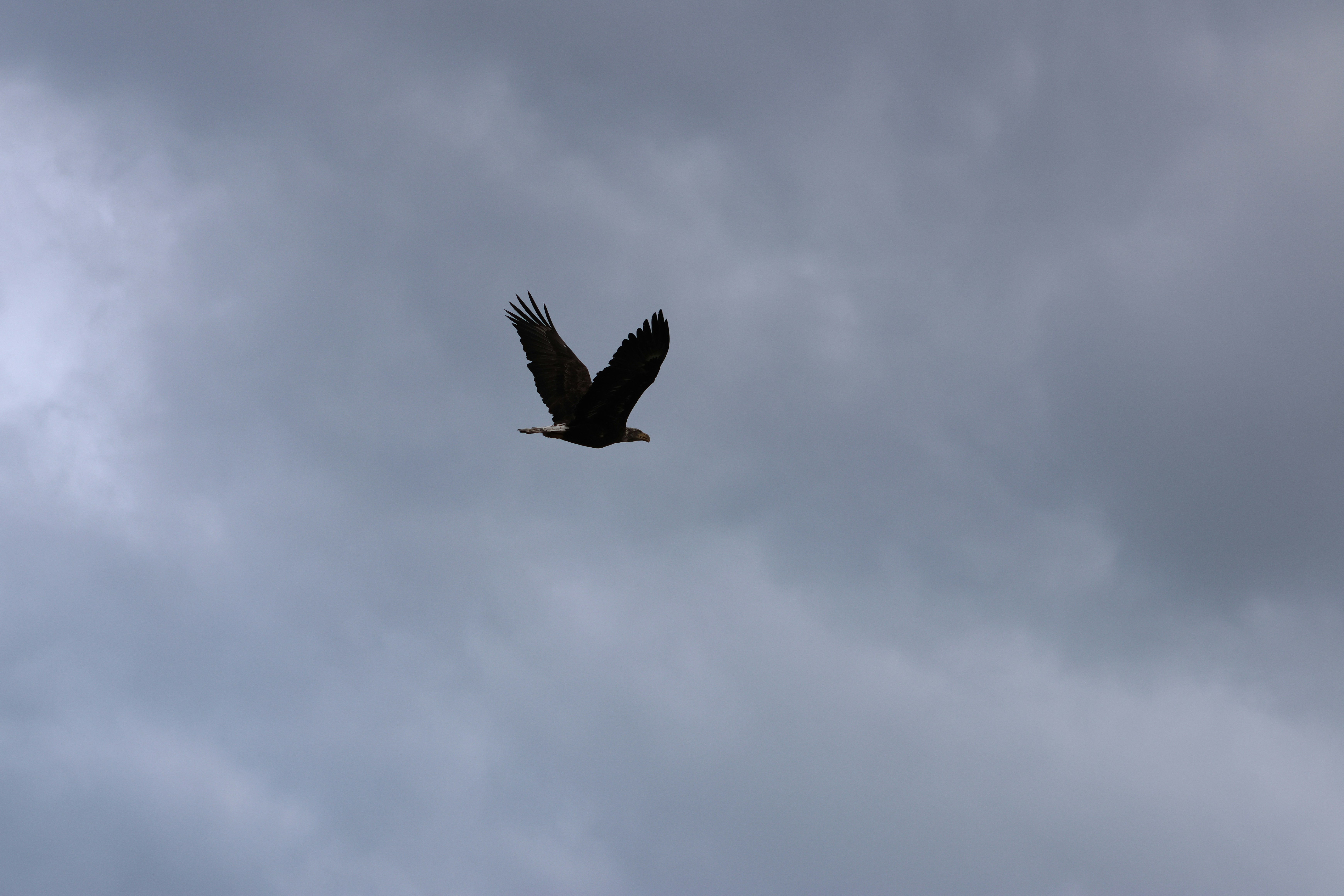 Un majestueux aigle plane dans un ciel nuageux et couvert
