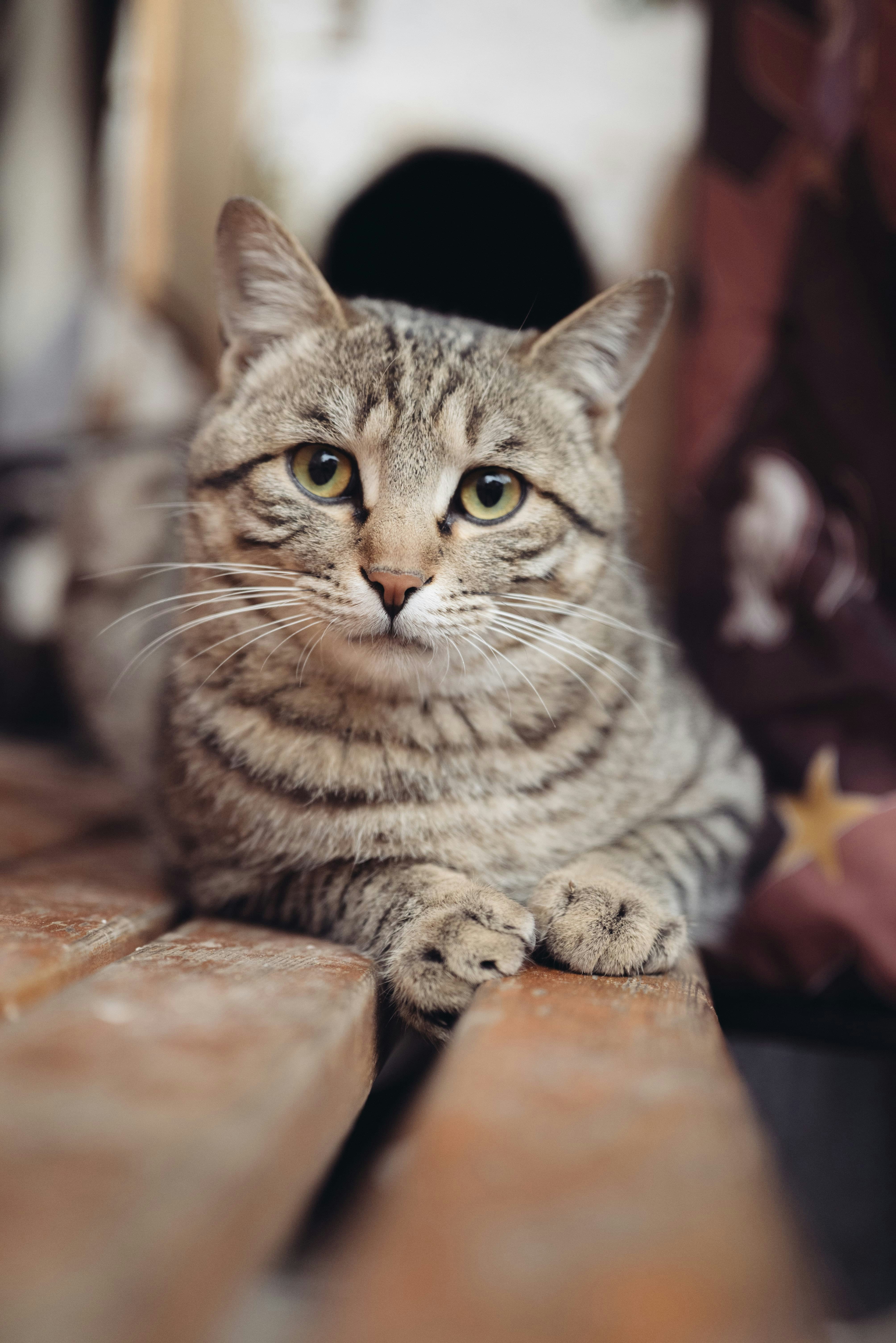 緑色の目を持つ縞猫が木の床に休んでいる。
