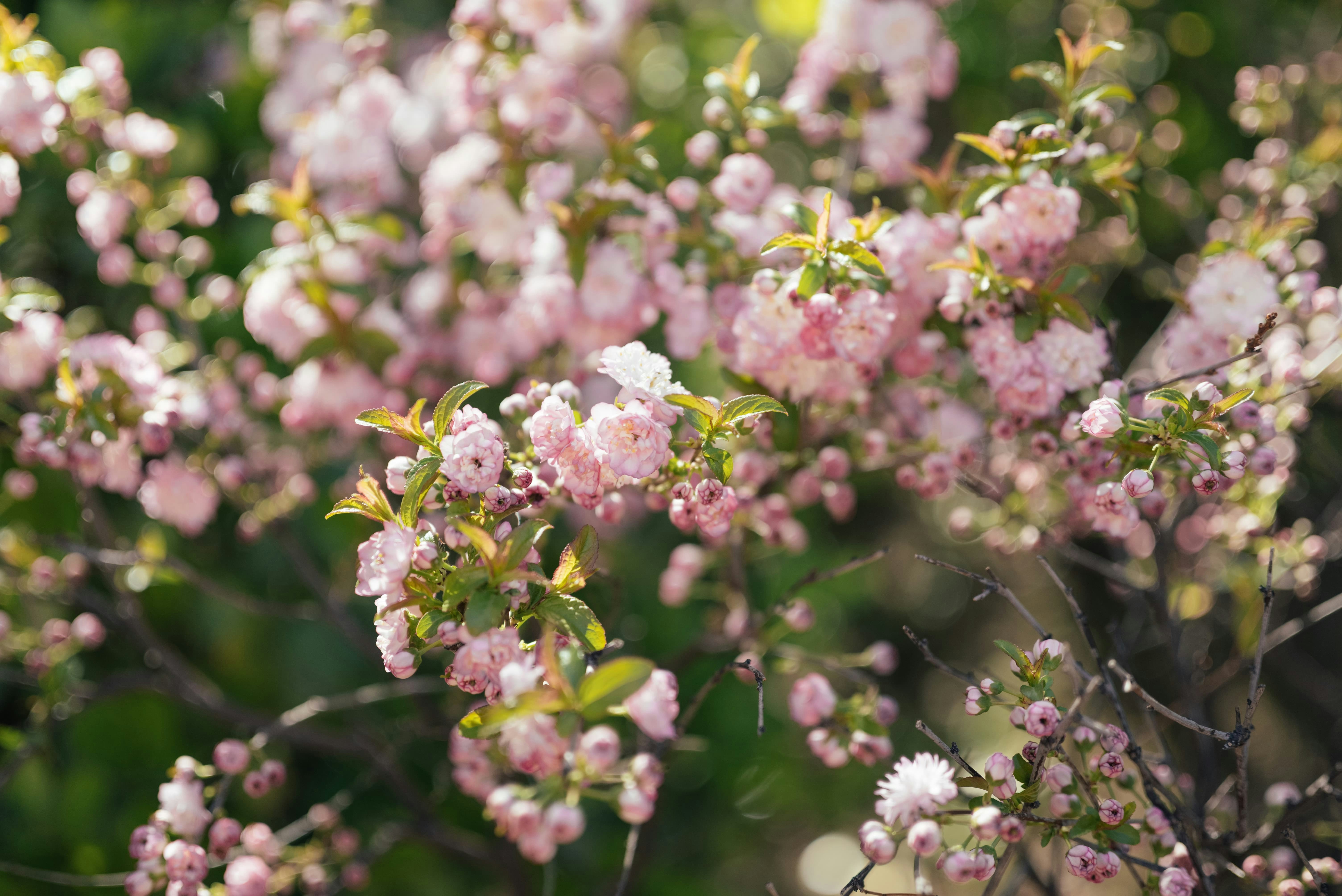 柔らかなピンク色の花が木の枝に咲く。